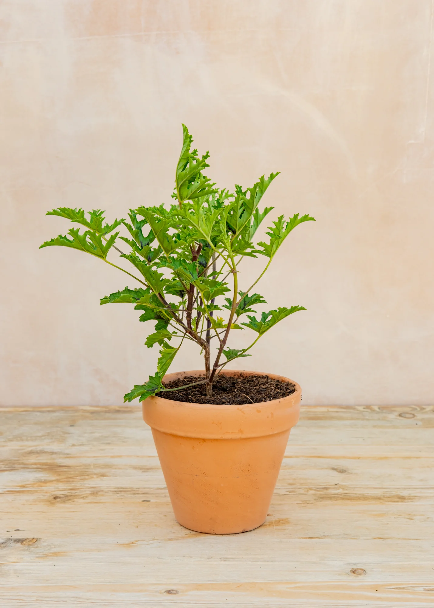 Pelargonium pseudoglutinosum in Terracotta Pot