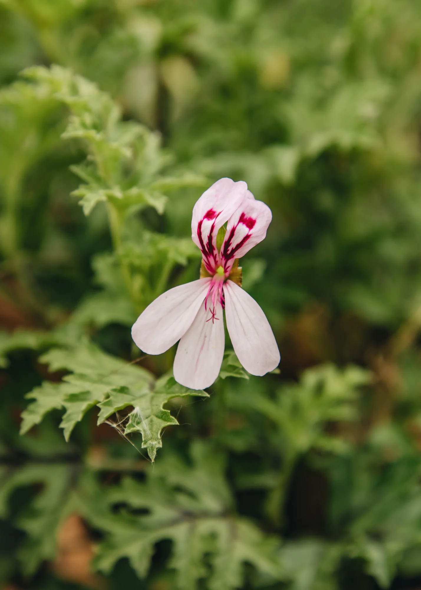 Pelargonium pseudoglutinosum in Terracotta Pot - Image 2
