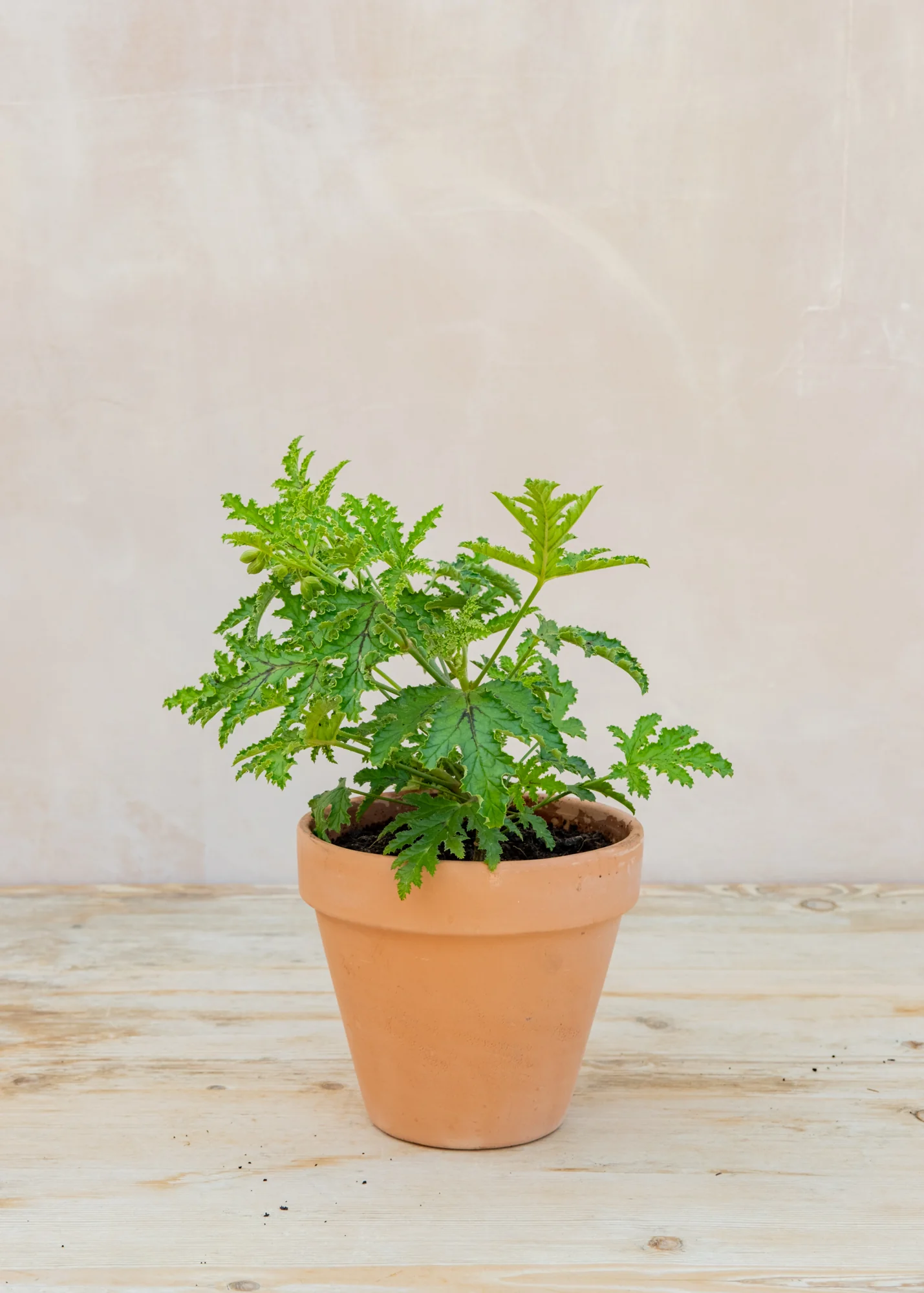 Pelargonium quercifolium in Terracotta Pot
