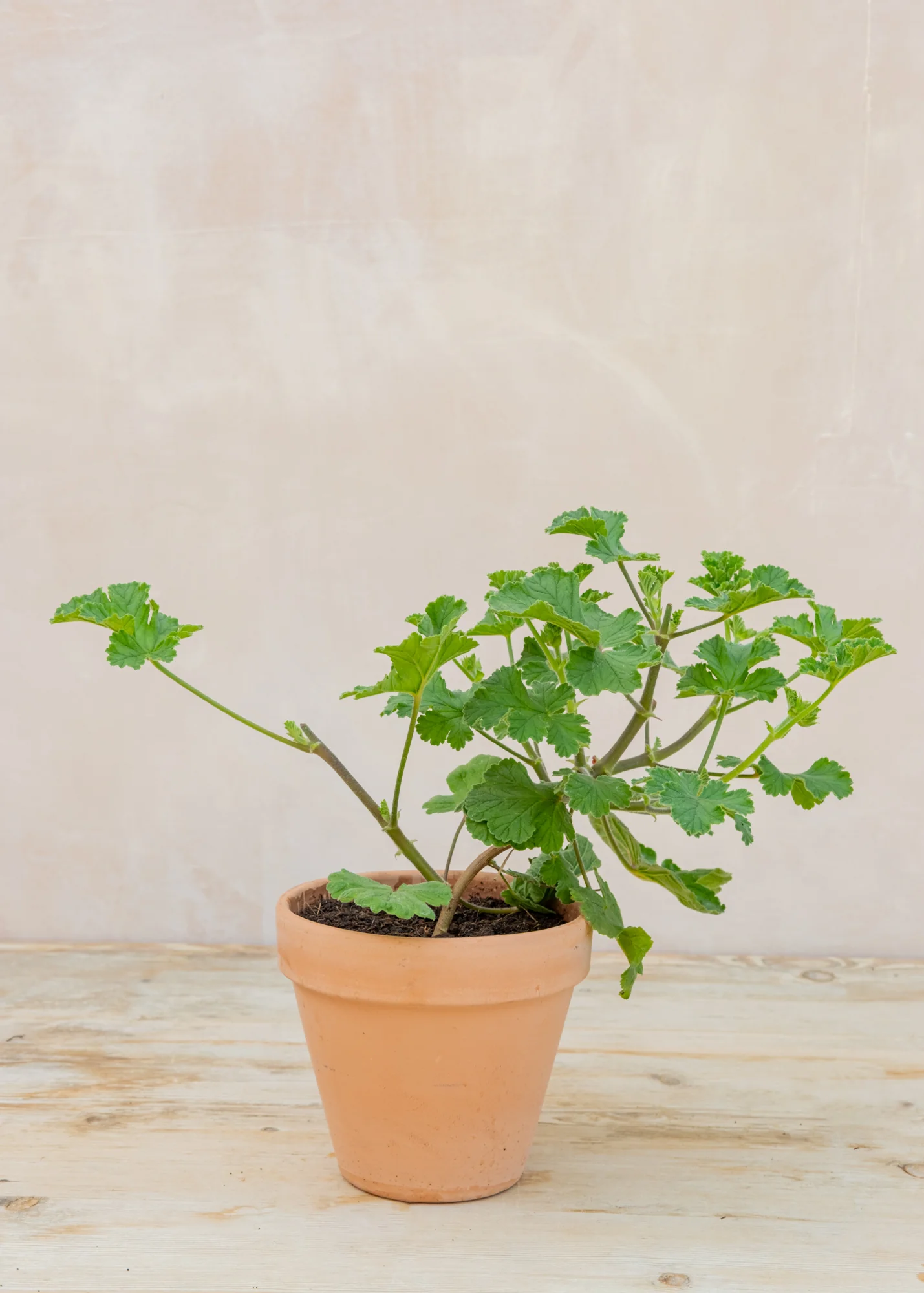Pelargonium 'Shrubland Rose' in Terracotta Pot