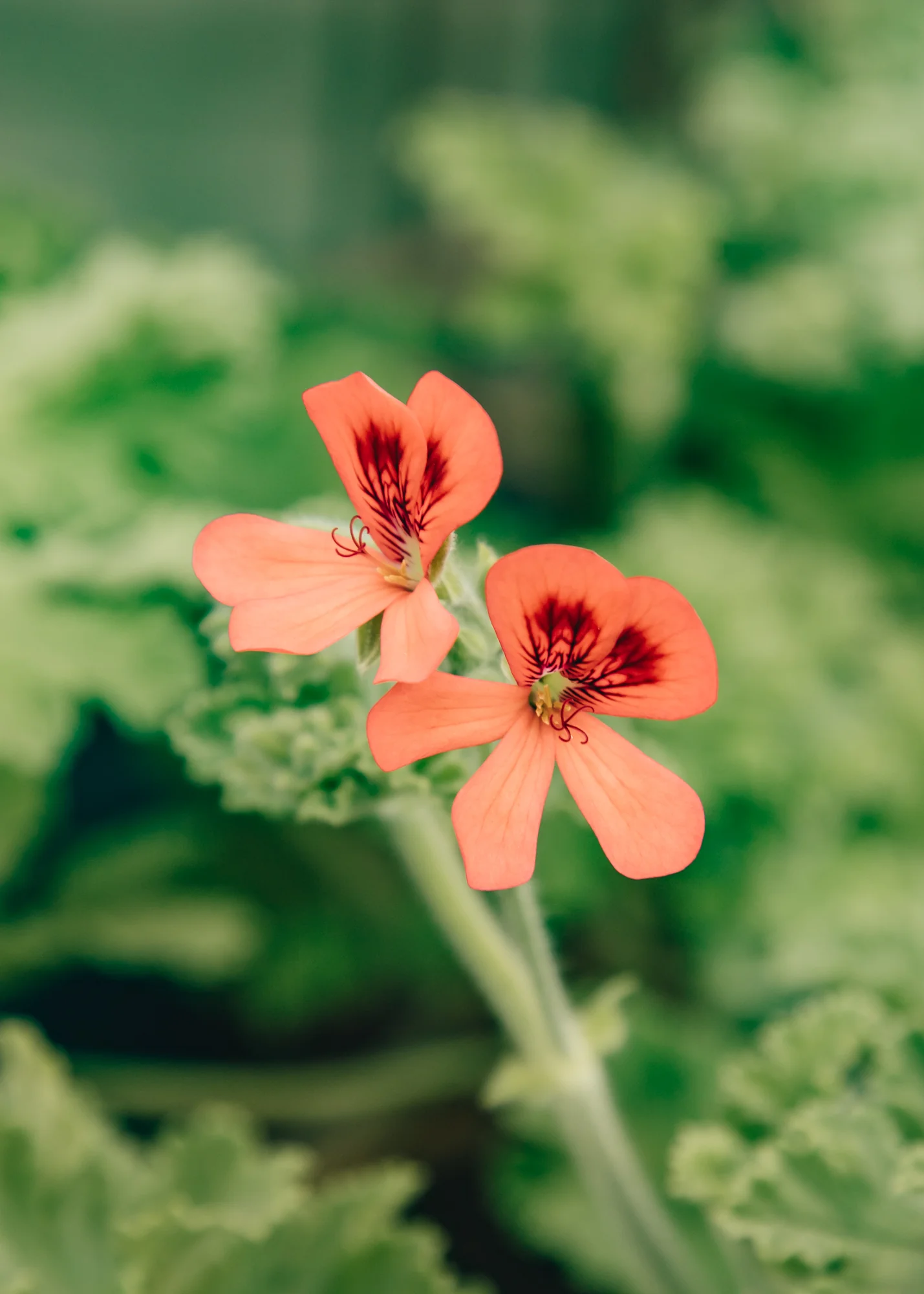 Pelargonium 'Shrubland Rose' in Terracotta Pot - Image 2