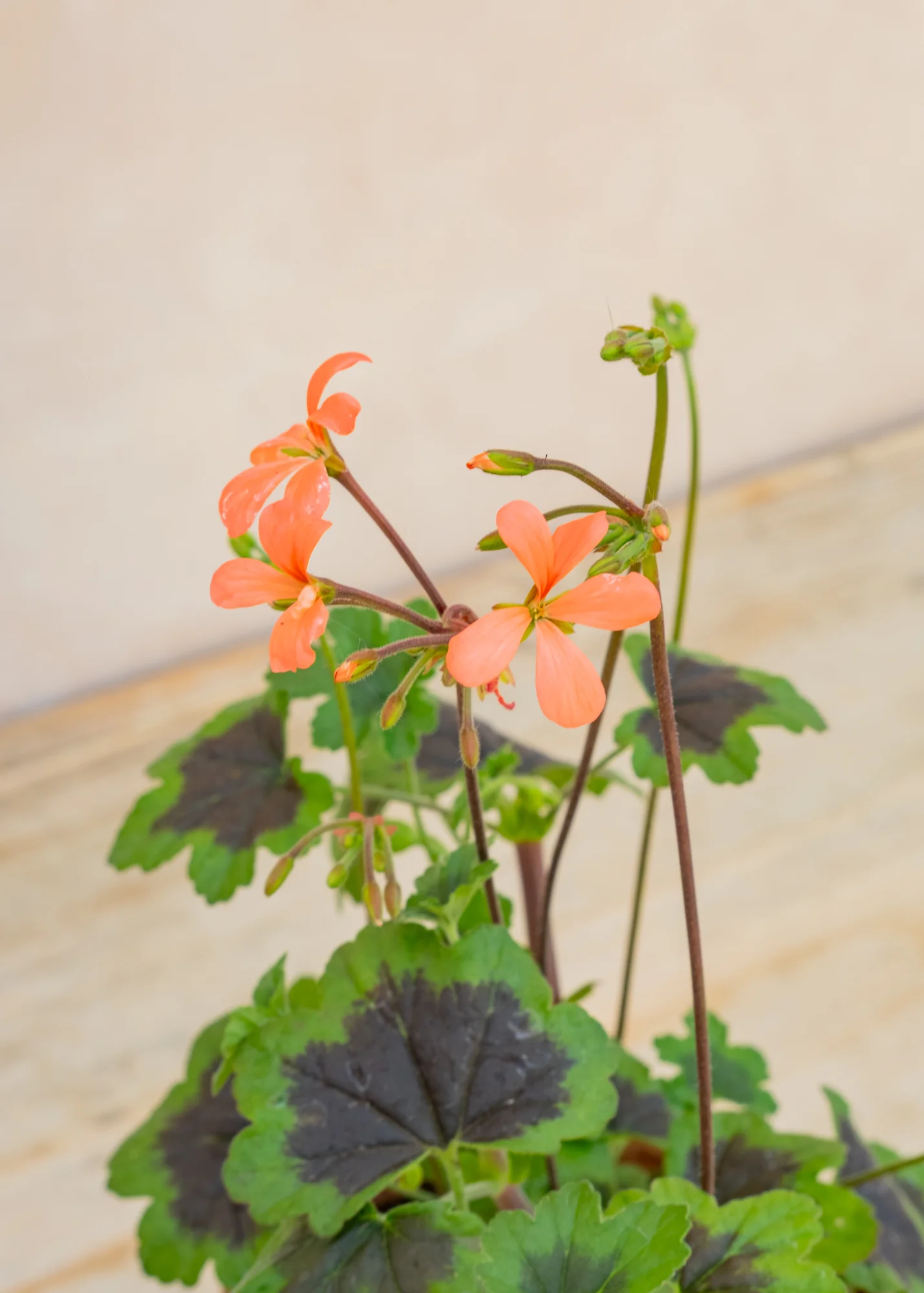 Pelargonium 'The Boar' in Terracotta Pot - Image 2