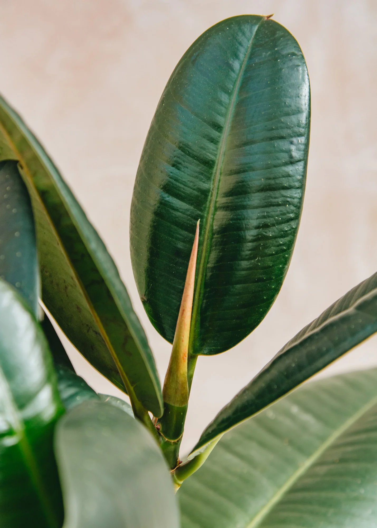 Ficus elastica Robusta - Image 3