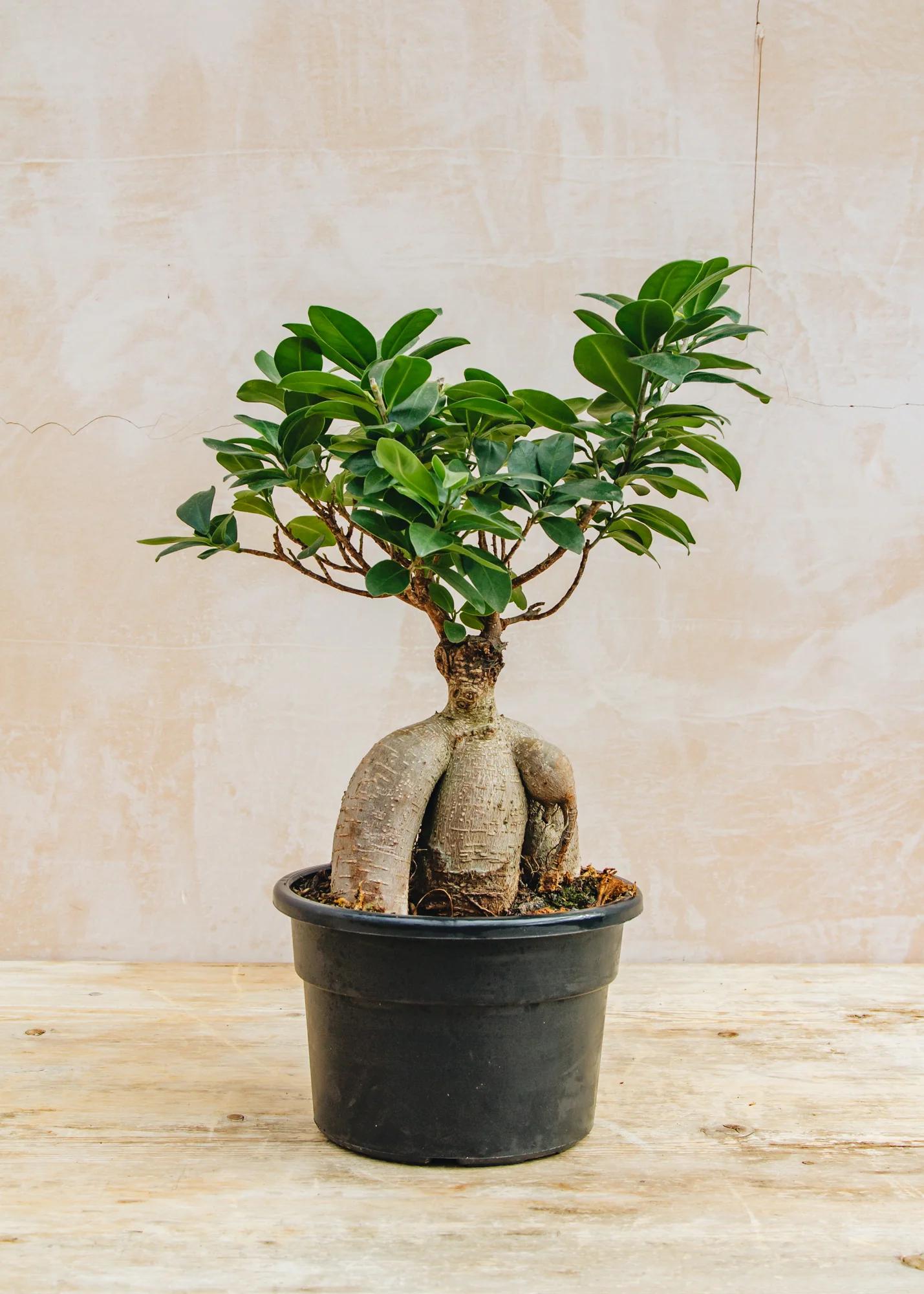 Ficus Ginseng - Image 2