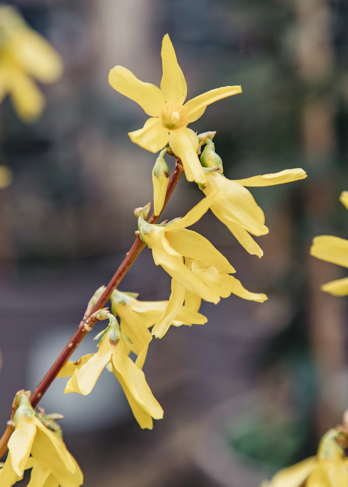 Forsythia x intermedia 'Spectabilis', 2L - Image 2