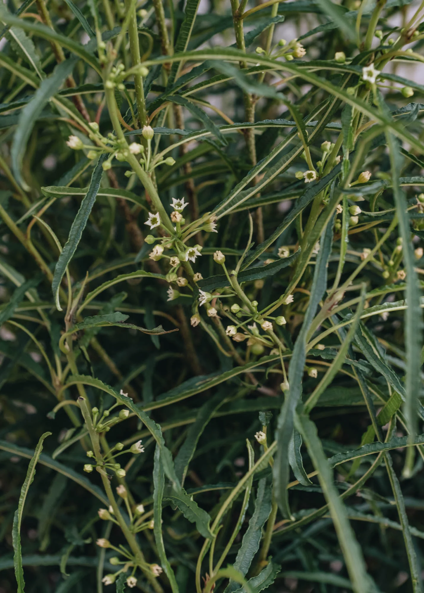 Frangula Alnus Fine Line, 20L