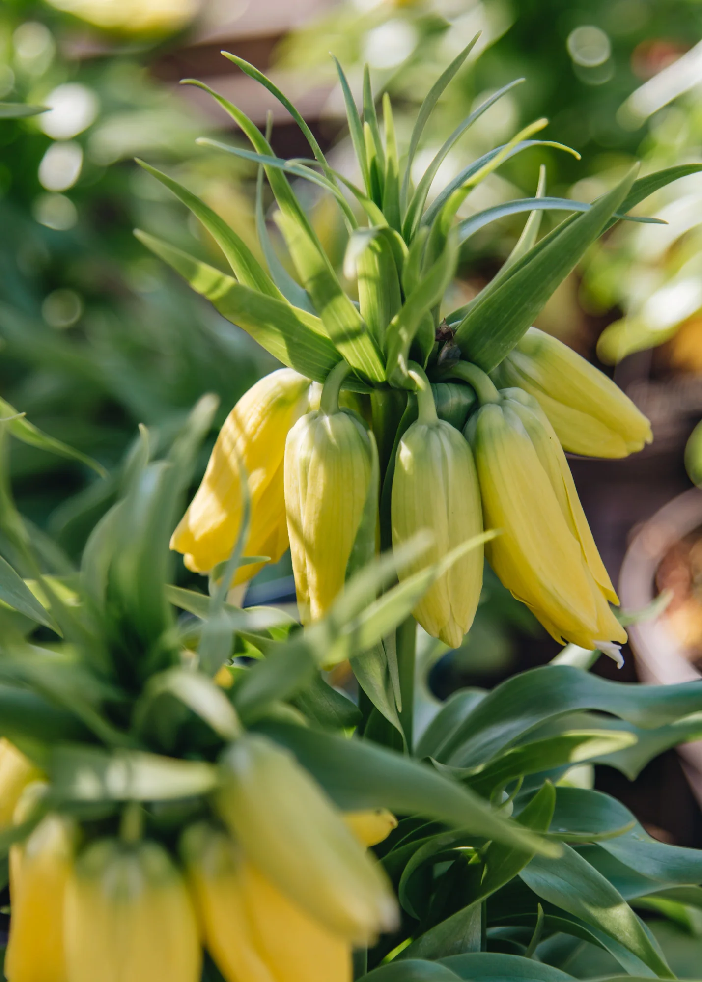 Fritillaria imperialis Lutea 2/3L 