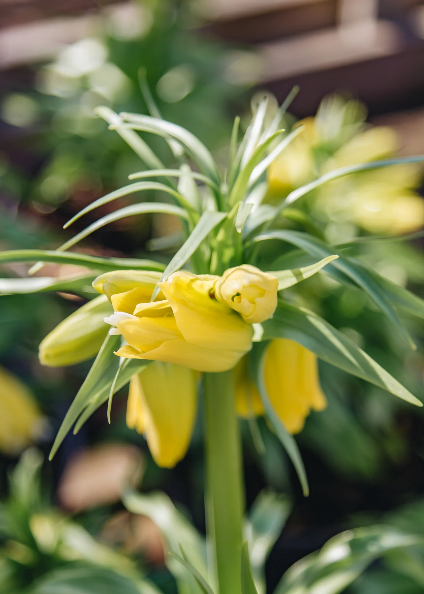 Fritillaria imperialis Lutea 2/3L  - Image 2