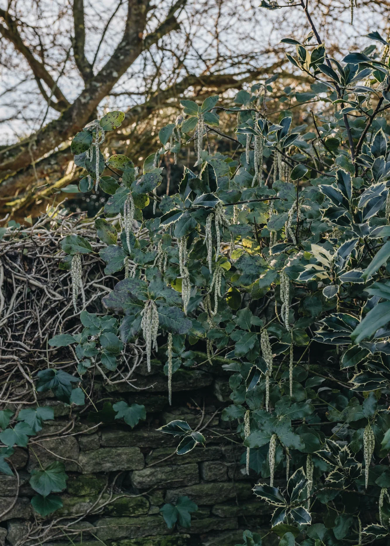 Garrya Elliptica James Roof, 3L - Image 2