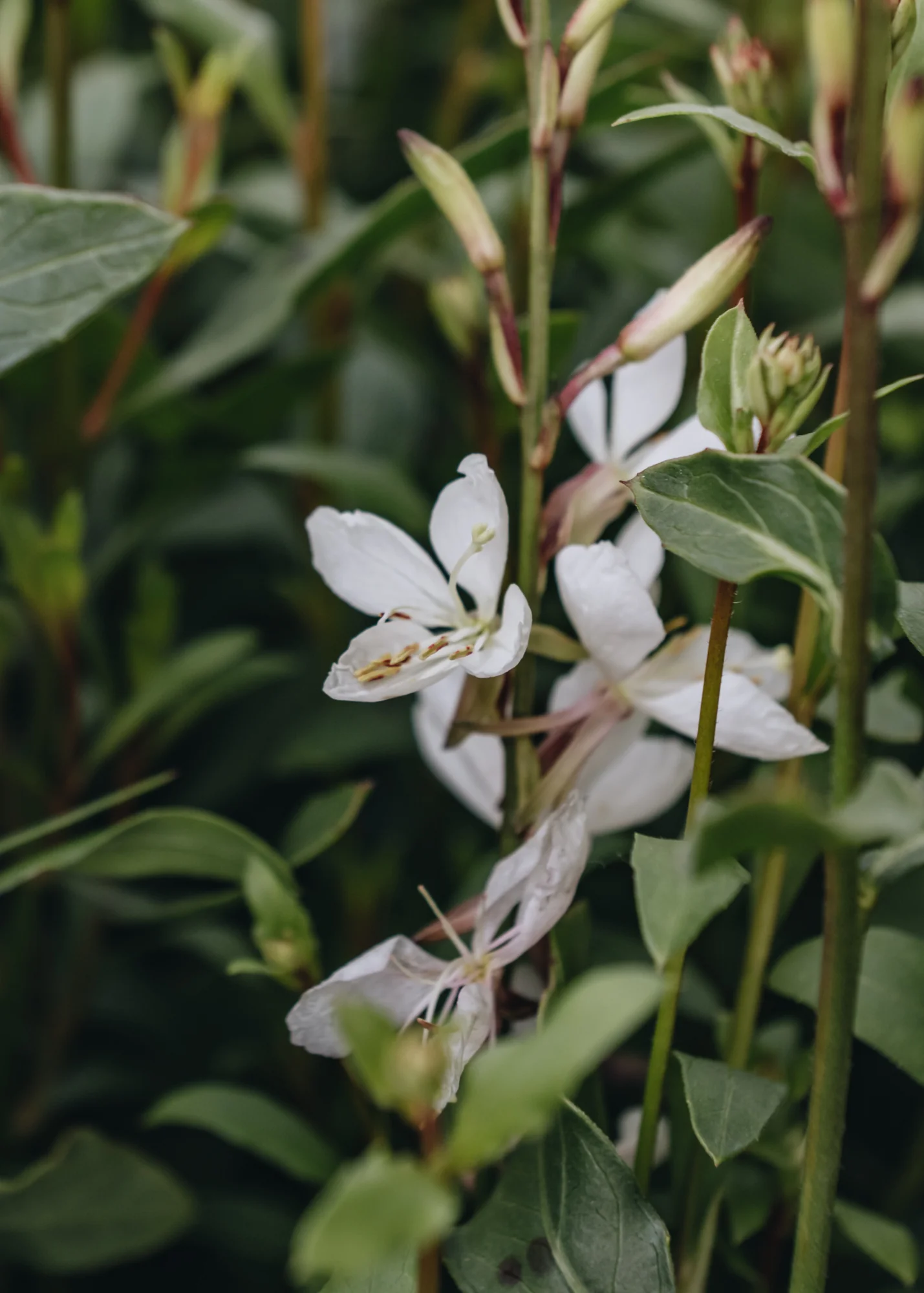 Gaura Ellura White, 5L - Image 2