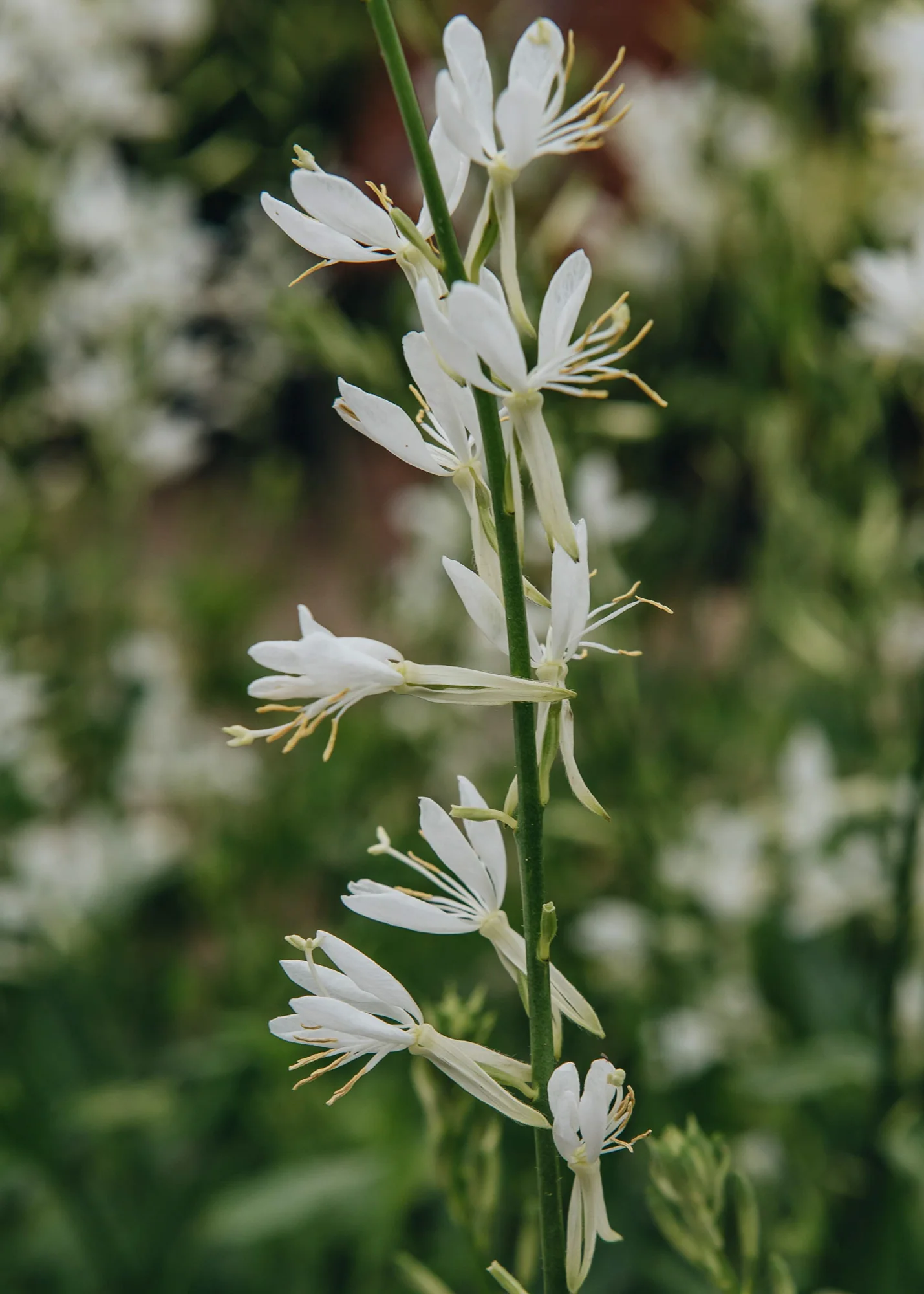 Gaura lindheimeri 'Papillon', 3L