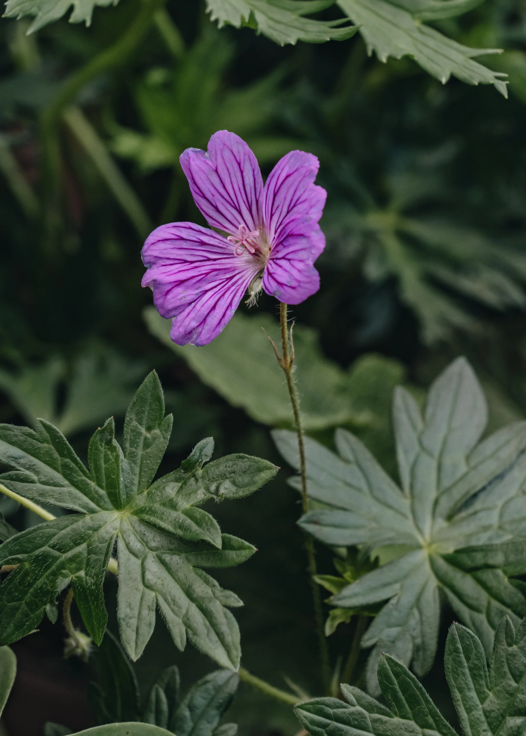 Geranium 'Blushing Turtle', 2/3L