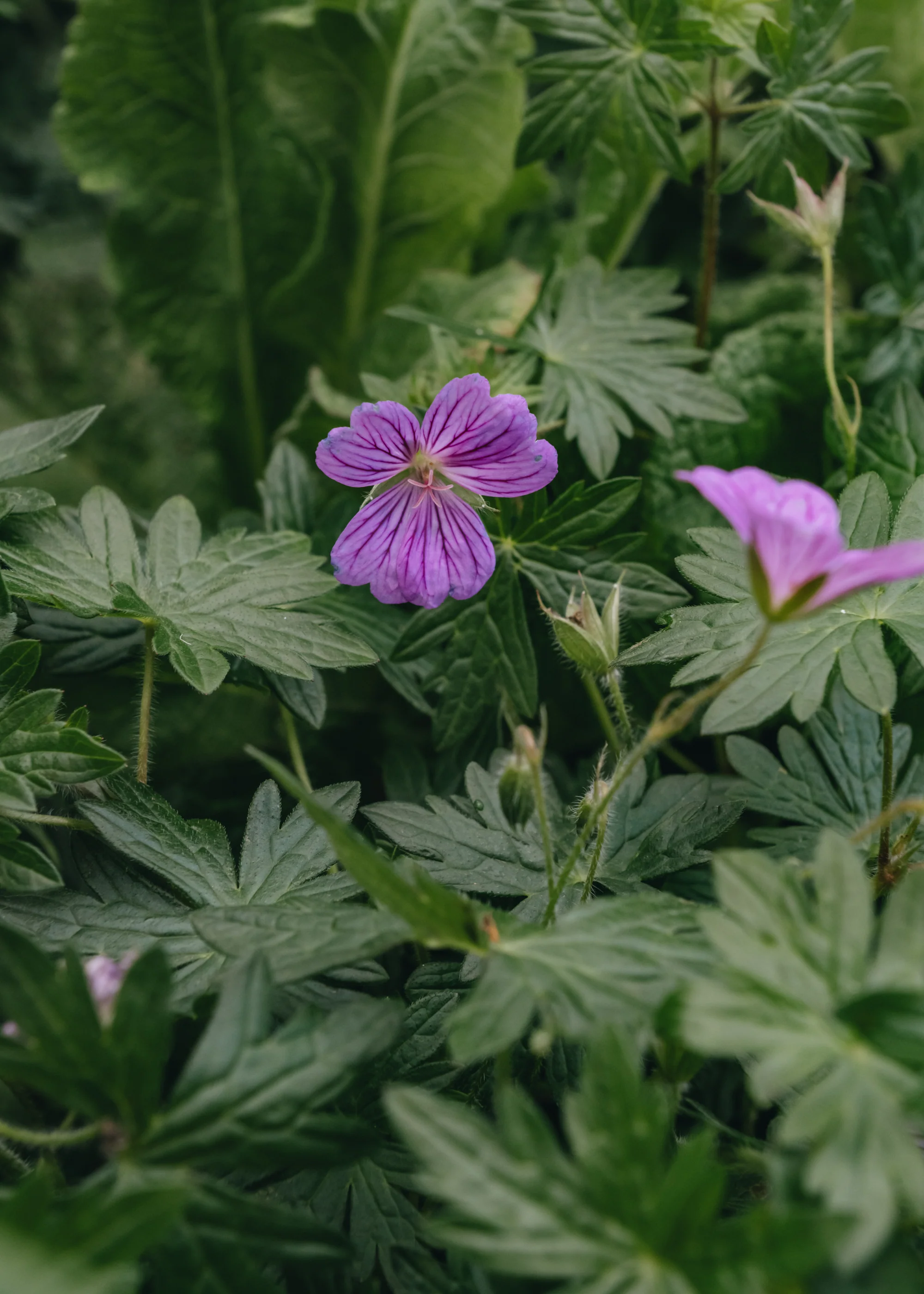Geranium 'Blushing Turtle', 2/3L - Image 2