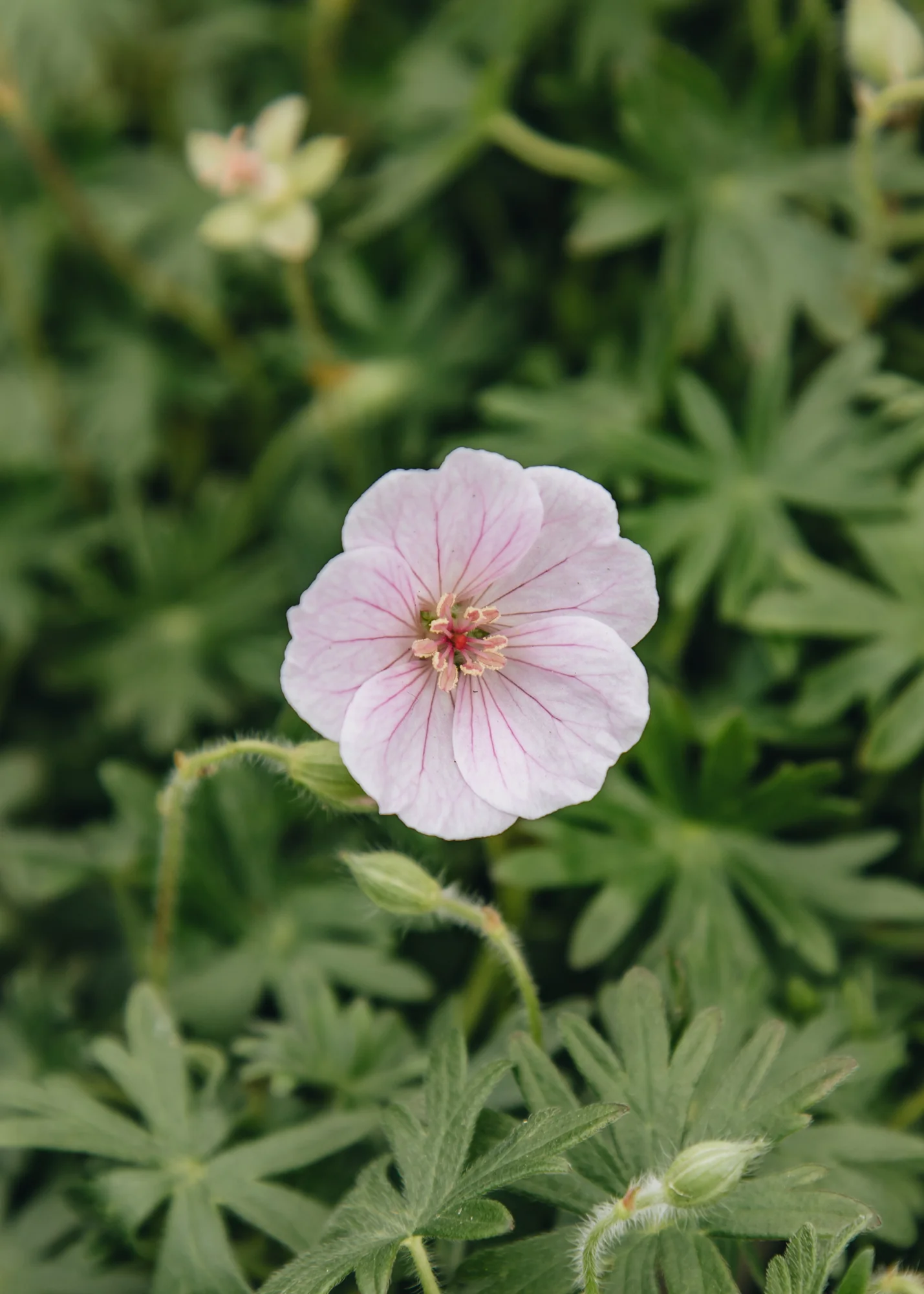 Geranium sanguineum 'Frivolius™ Blush', 3L