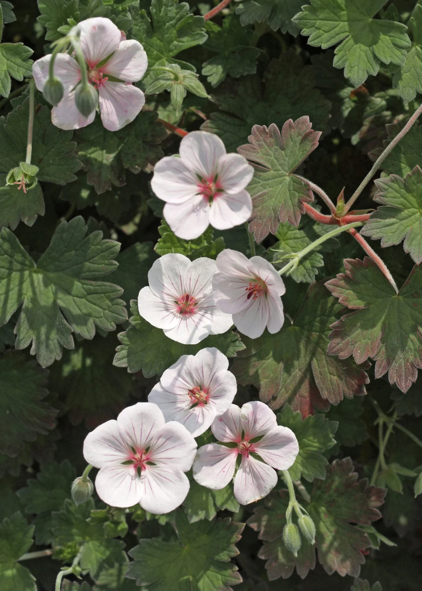 Geranium lambertii x traverii ‘Coombland White’, 2L