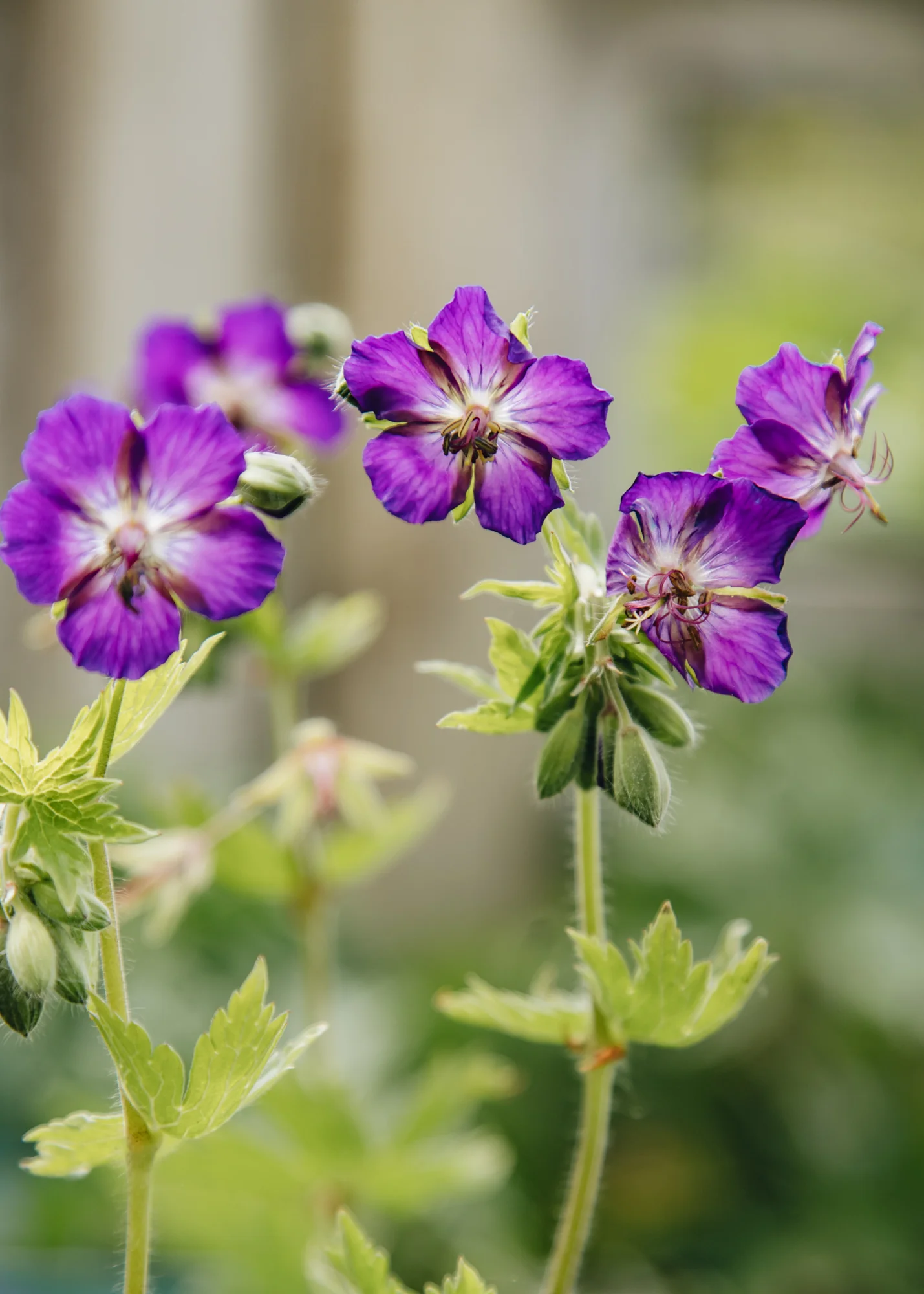 Geranium phaeum 'Lily Lovell', 2L
