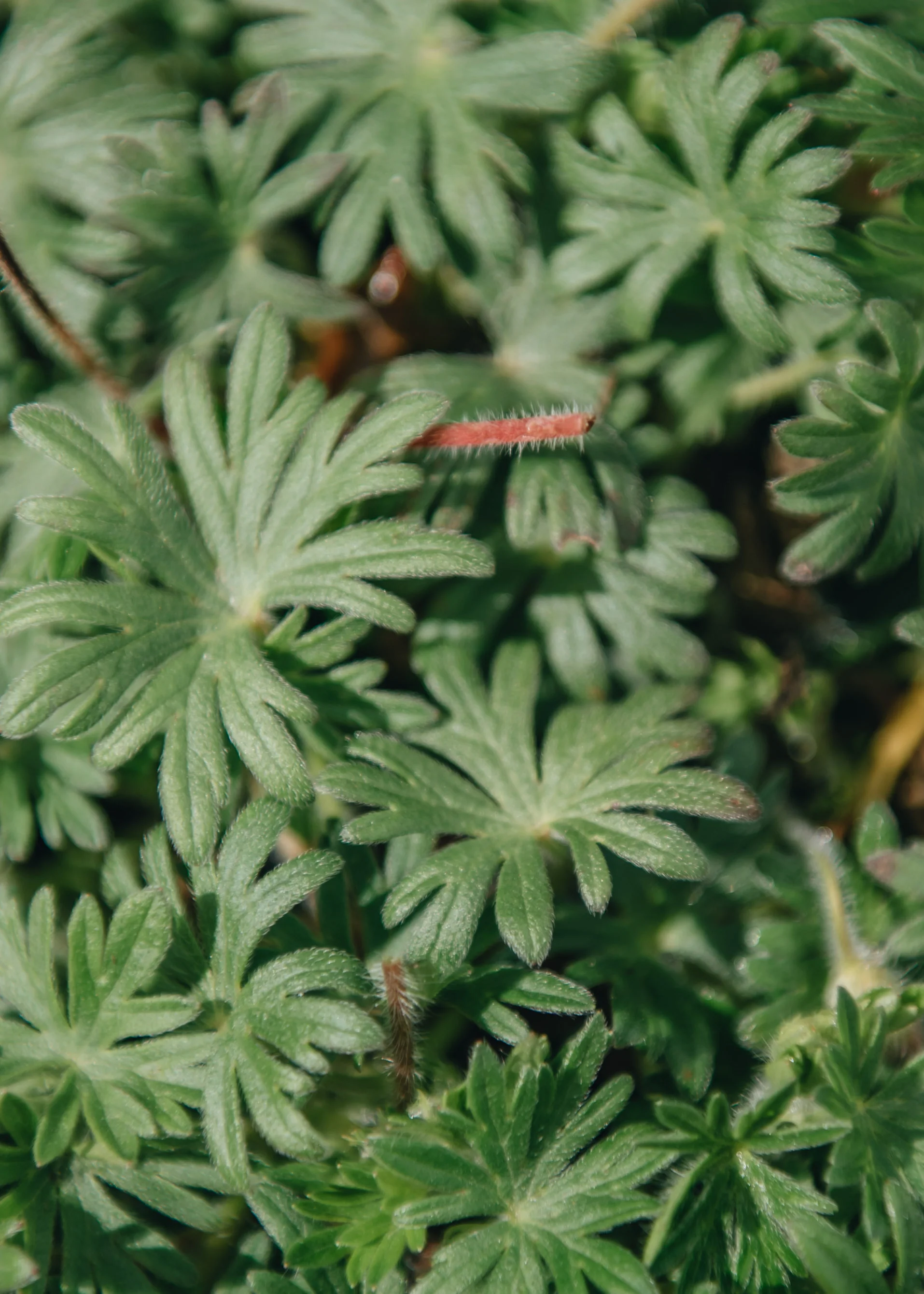 Geranium 'Pink Pouffe', 2/3L - Image 2