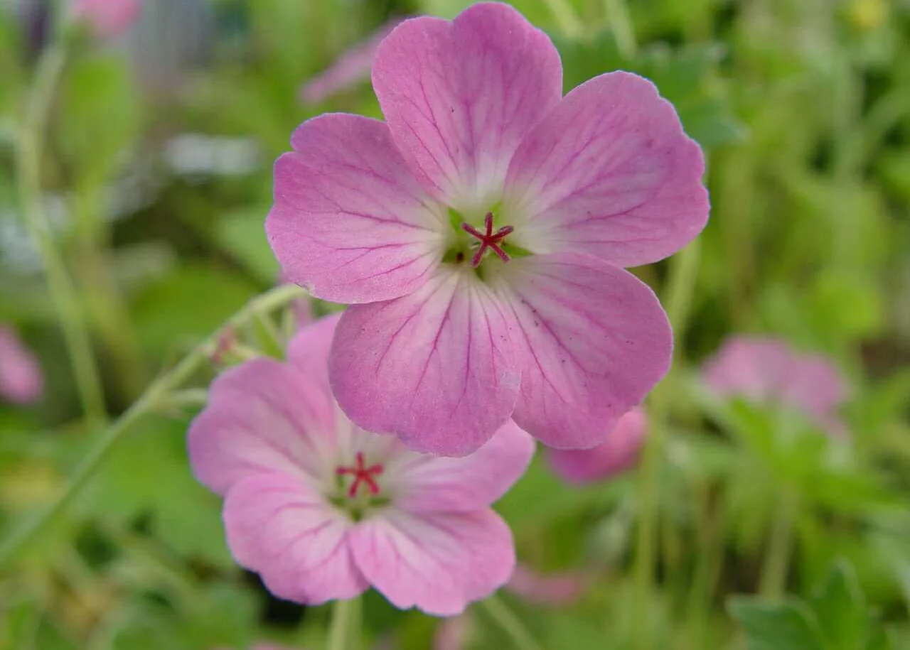 Geranium riversleainum ‘Mavis Simpson’, 2L
