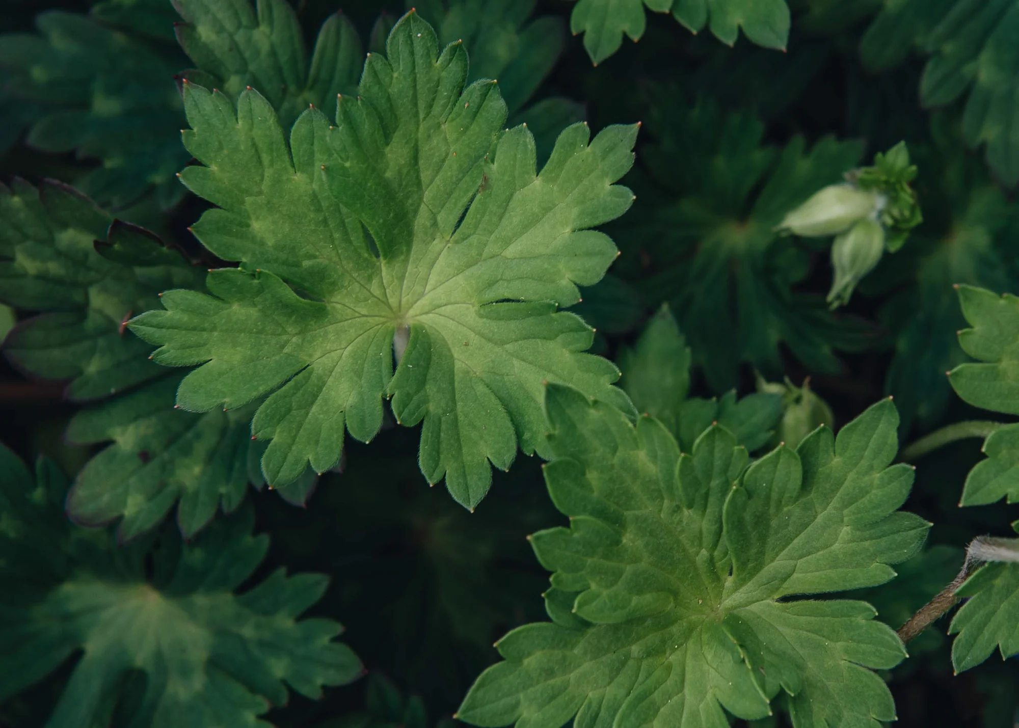 Geranium Rozanne, 5L - Image 3