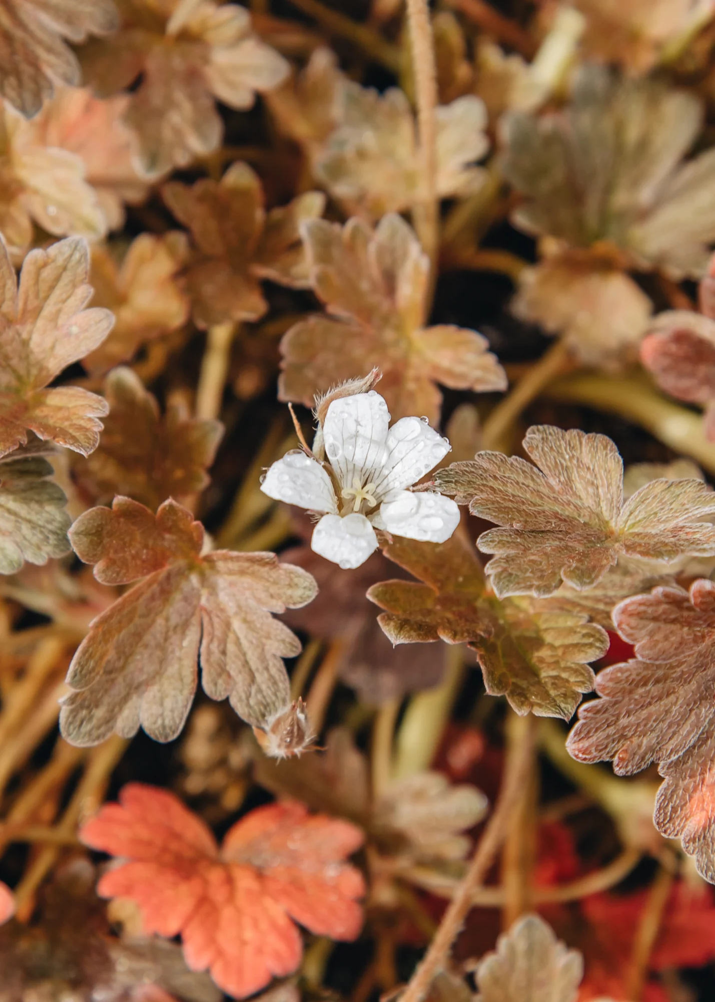 Geranium sessiliflorum x oxonianum ‘Sanne’, 2L - Image 2