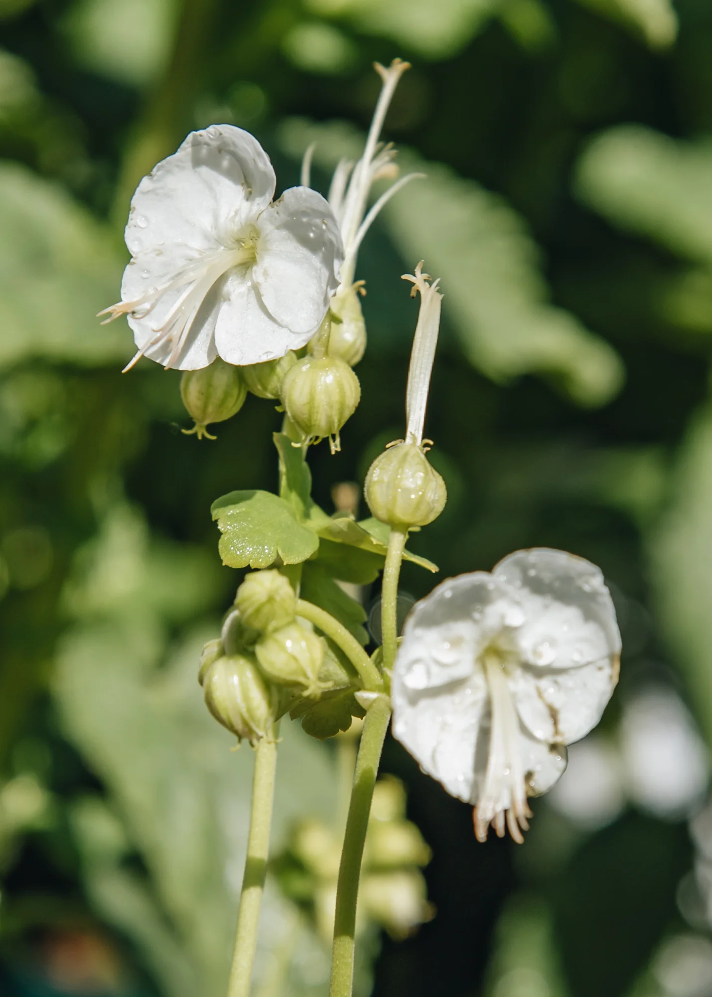 Geranium 'White Ness', 2L