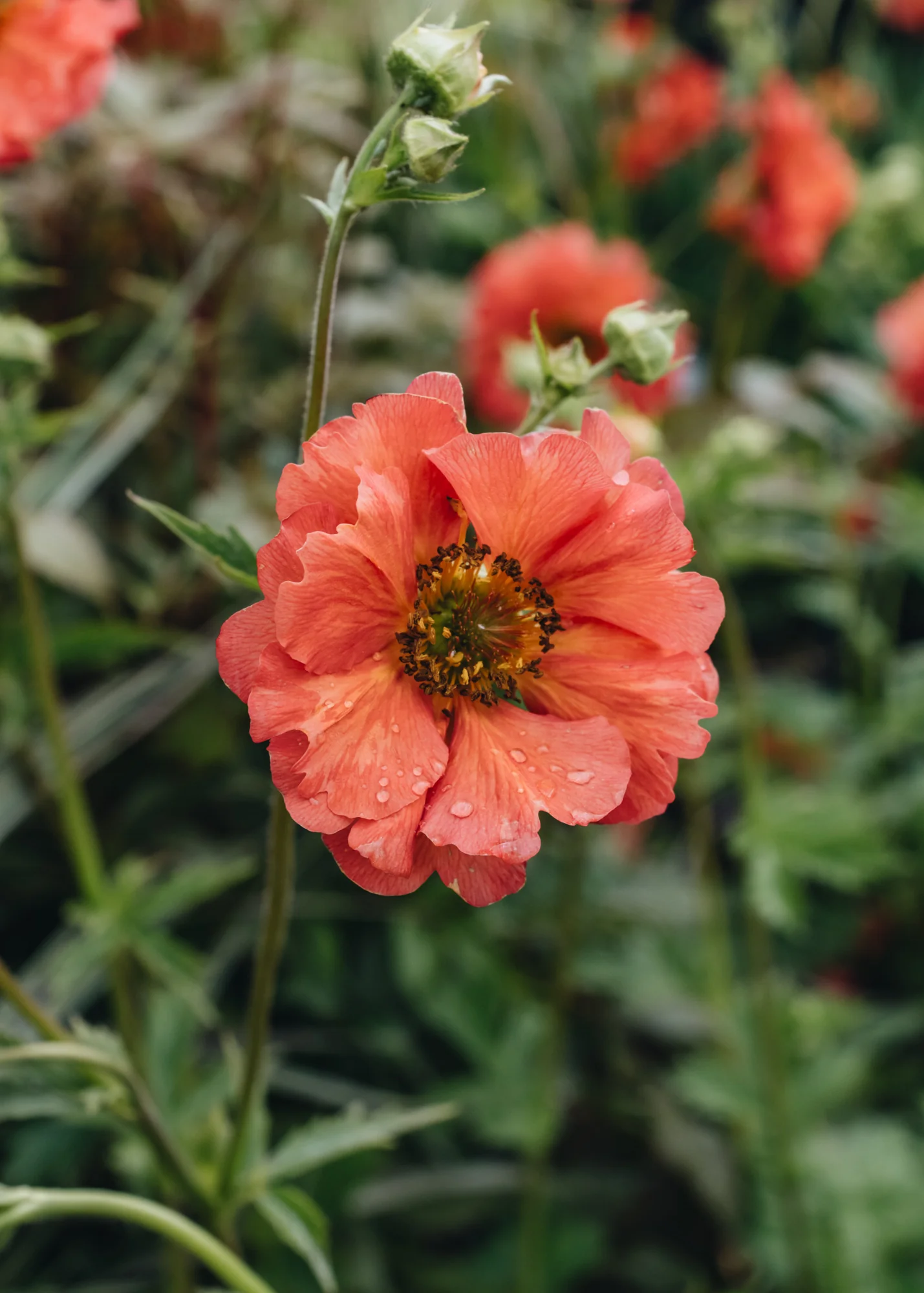Geum Coral Tempest, 2/3L - Image 2