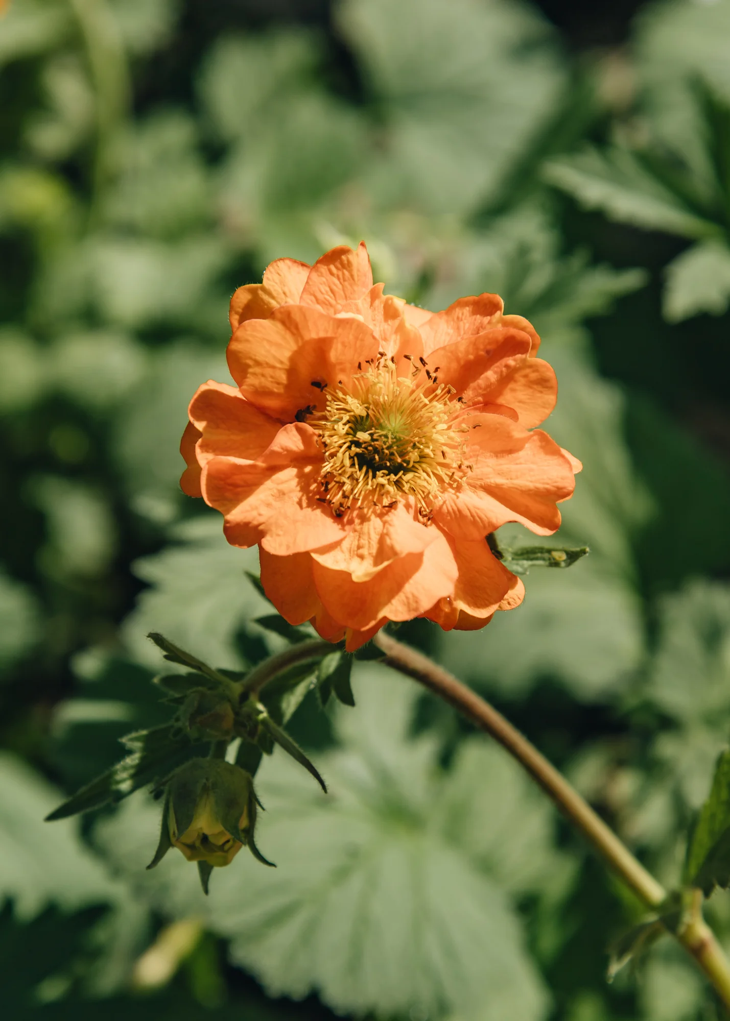 Geum 'Fire Storm', 2L - Image 2