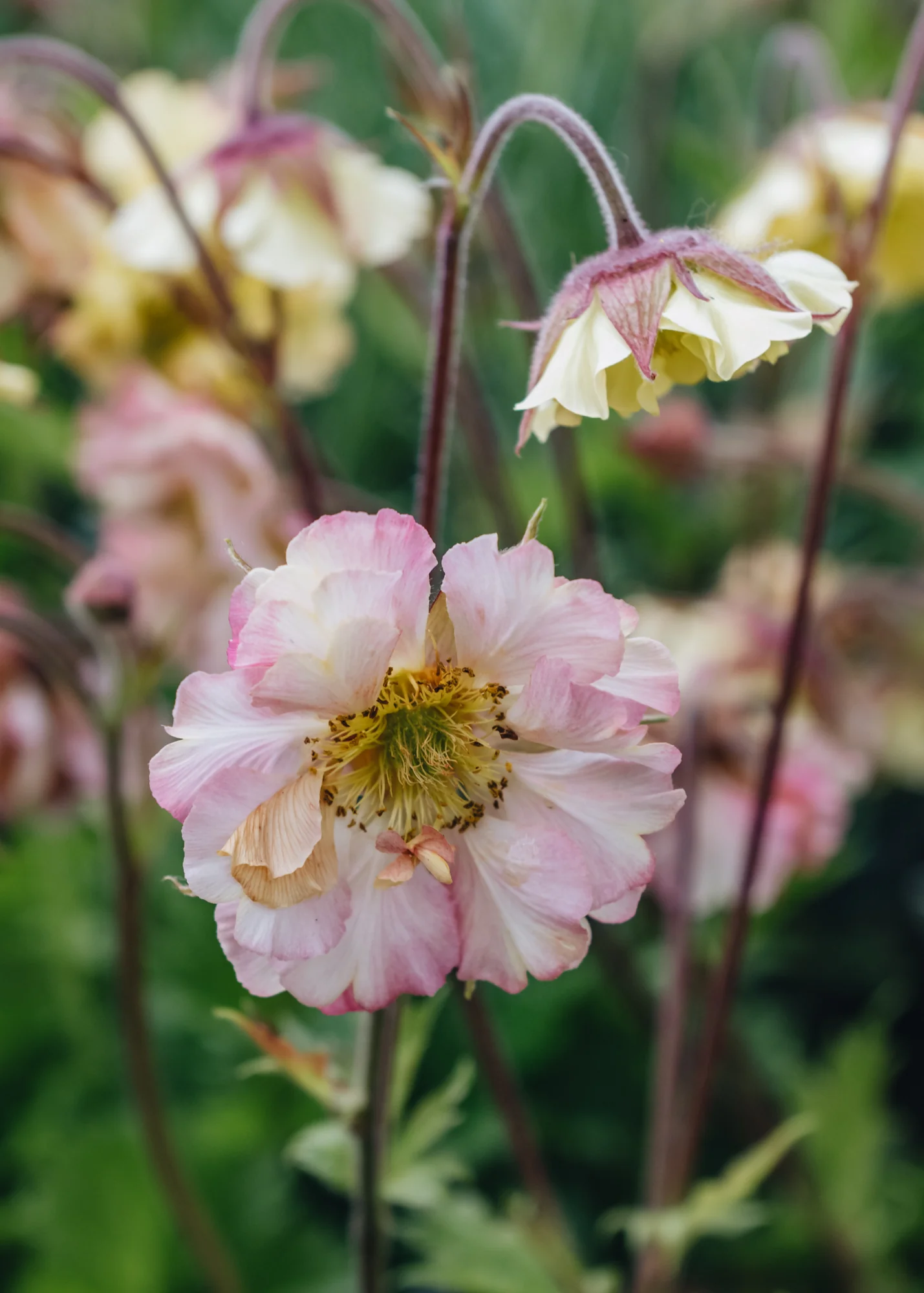 Geum Pretticoats Peach, 2L