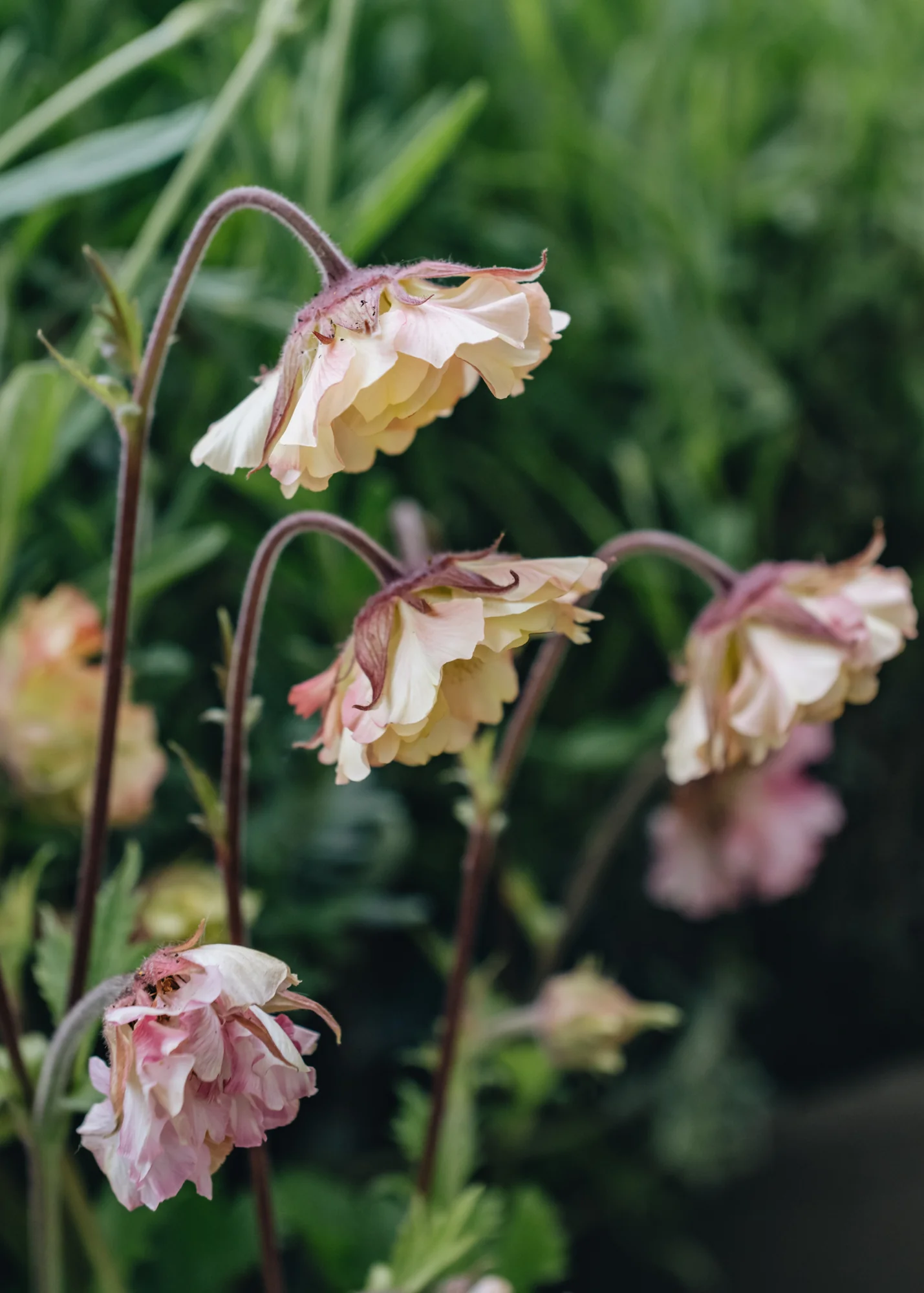 Geum Pretticoats Peach, 2L - Image 2