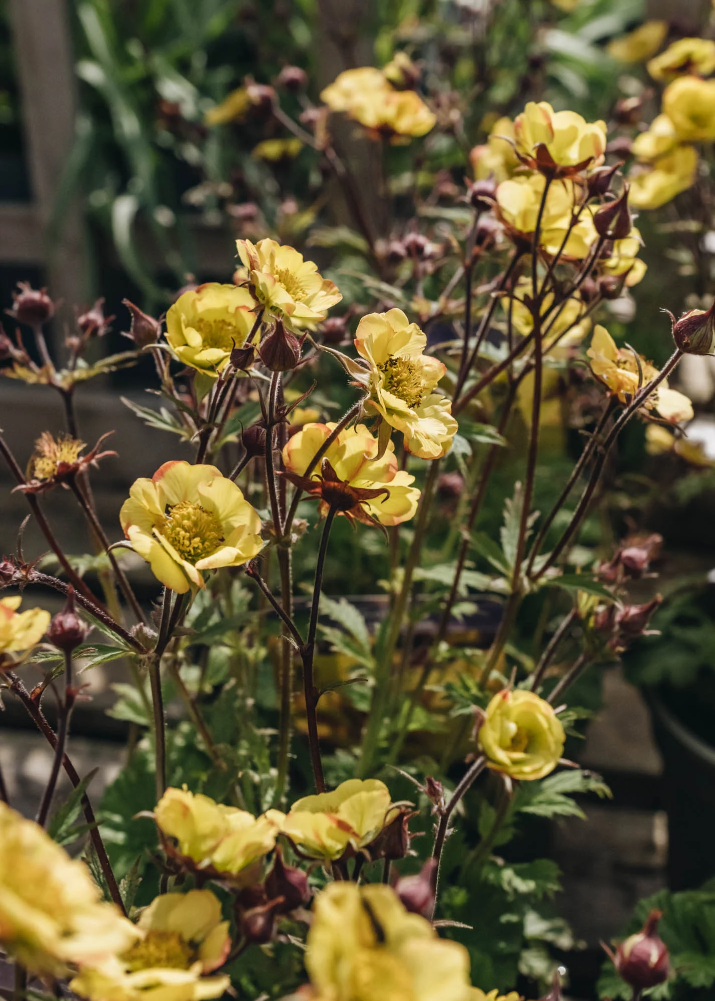 Geum 'Tequila Sunrise', 2/3L - Image 2