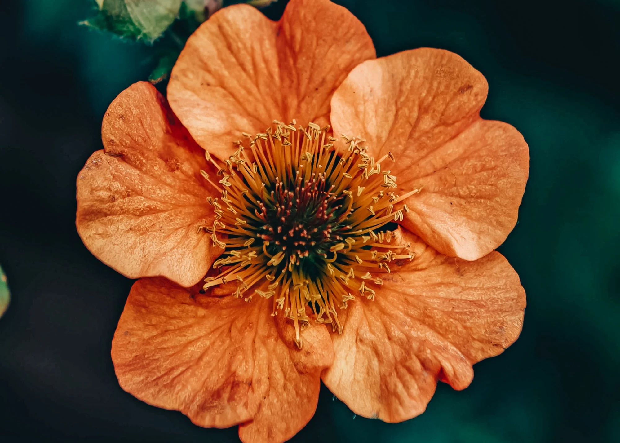 Geum Totally Tangerine 5L - Image 2
