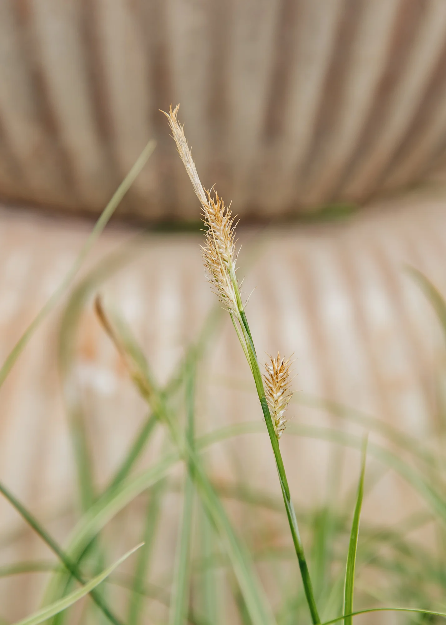 Carex oshimensis 'Evercream', 2L - Image 2