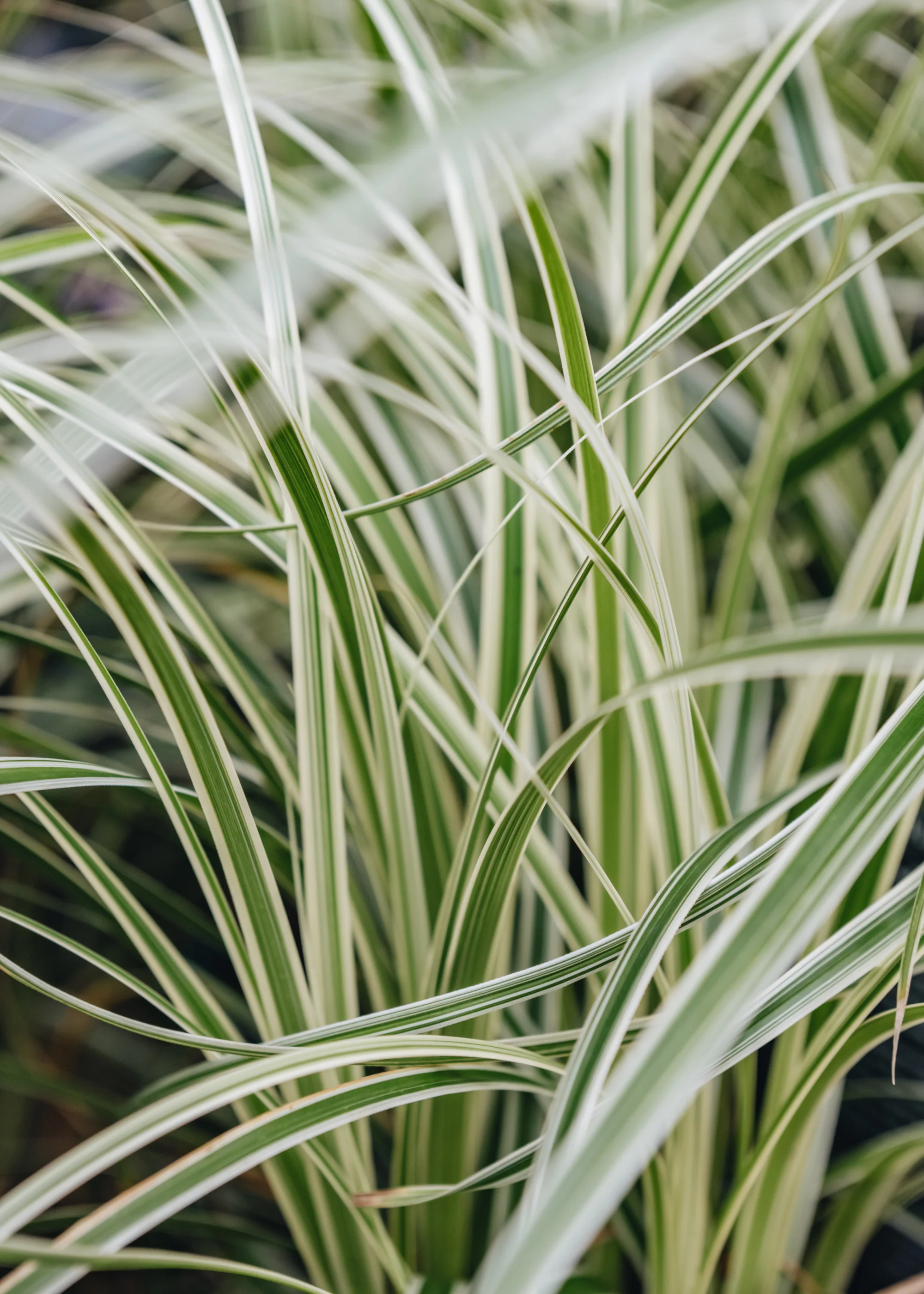 Carex 'Feather Falls', 4L