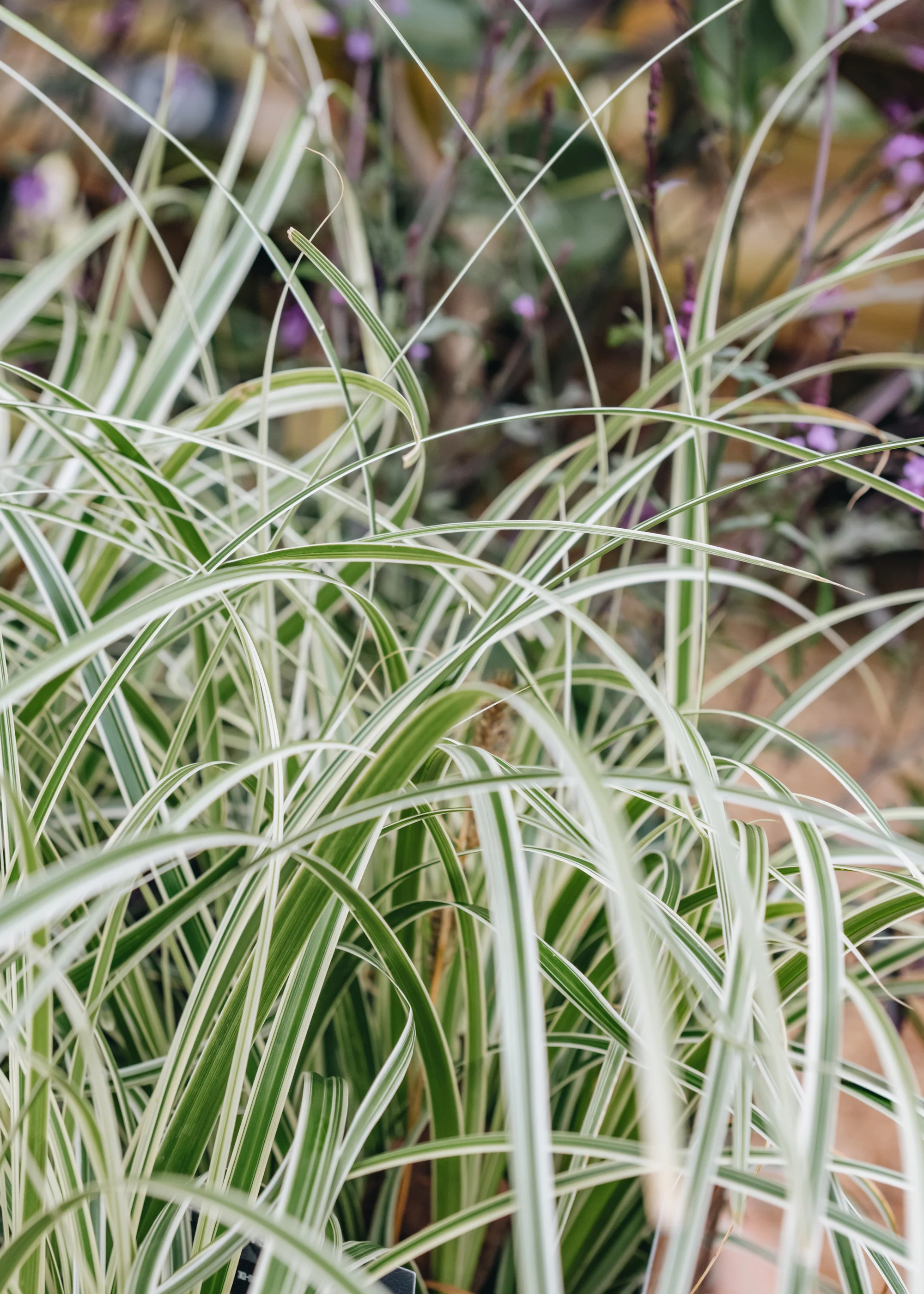 Carex 'Feather Falls', 4L - Image 2