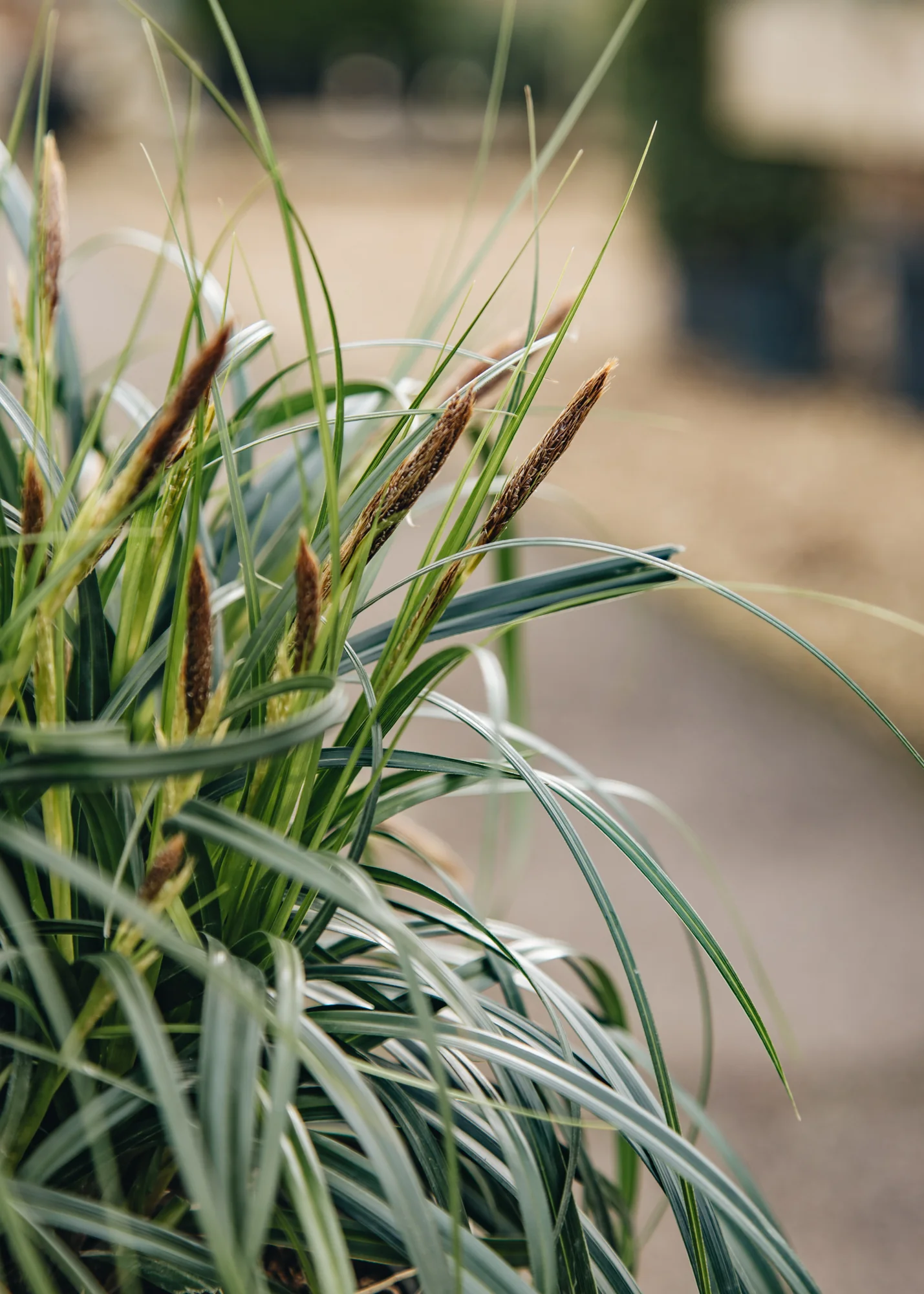 Carex 'Ribbon Falls', 3L