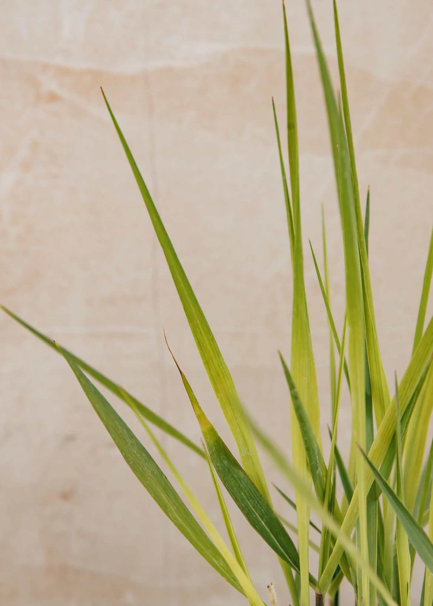 Panicum virgatum 'Blue Fountain', 2L - Image 2