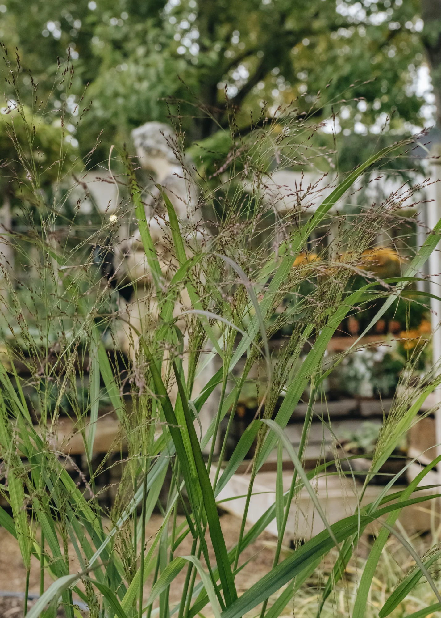 Panicum Virgatum Squaw, 5L - Image 2