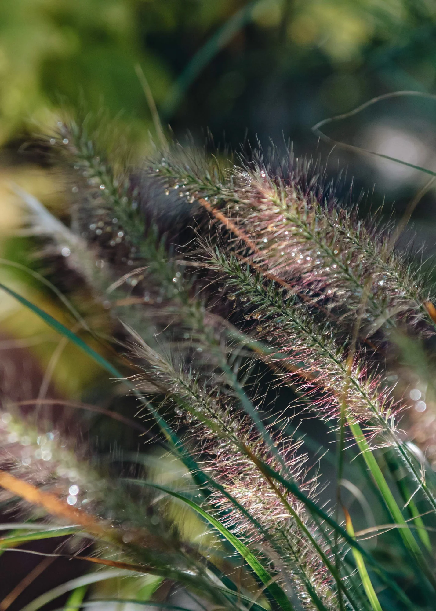 Pennisetum alopecuroides 'Hameln', 3L