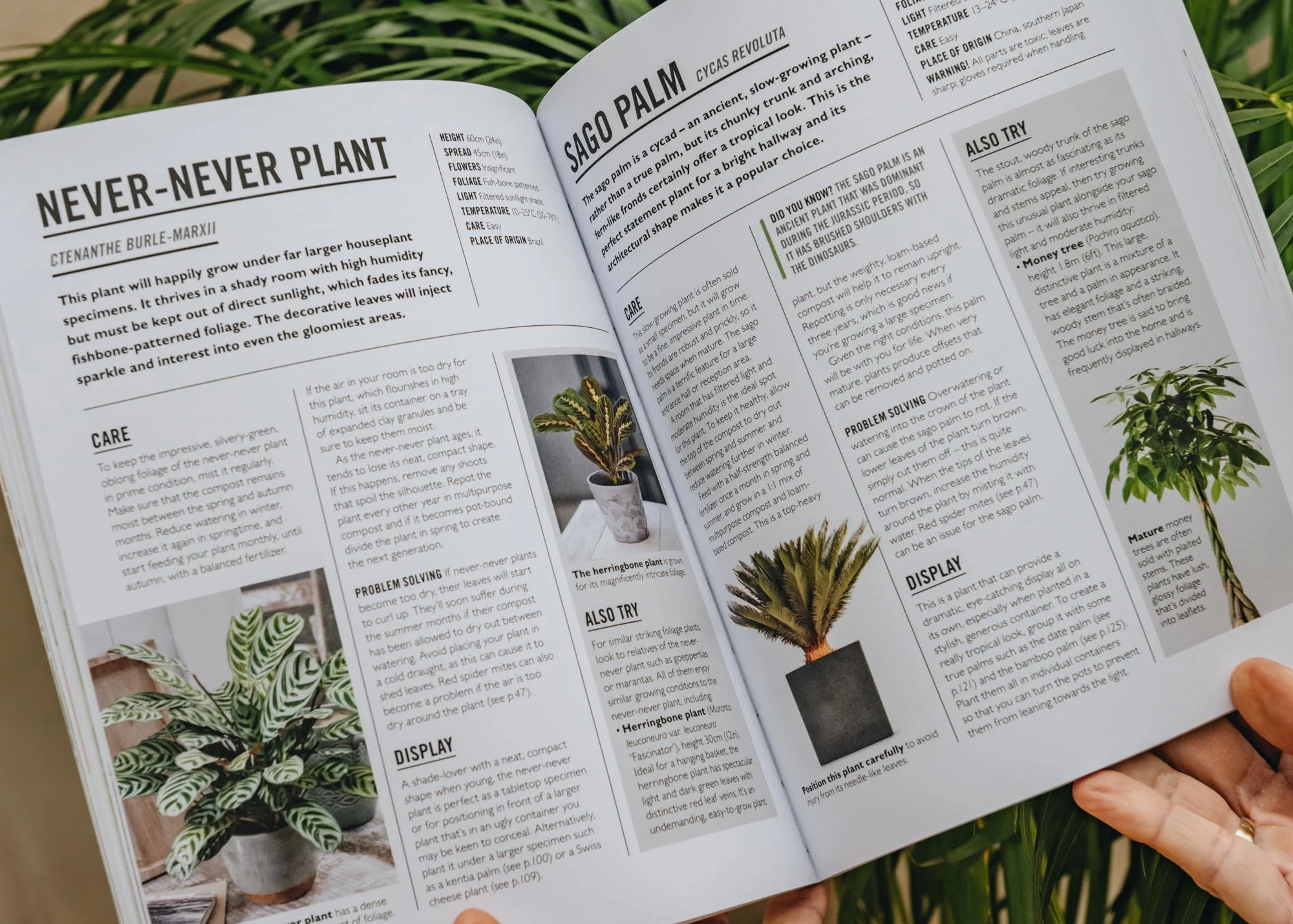 Grow Houseplants: Essential Know-how and Expert Advice for Gardening Success - Image 2