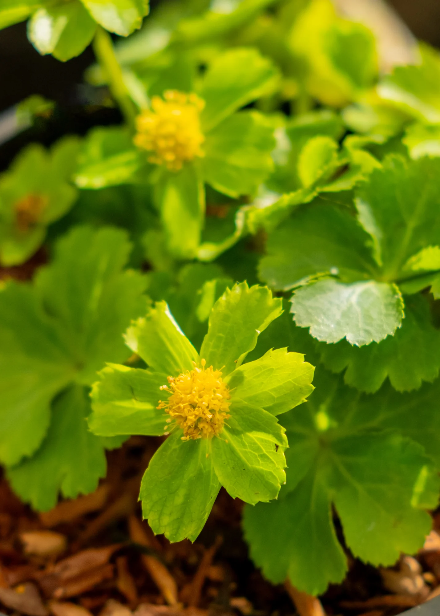 Hacquetia epipactis, 1L