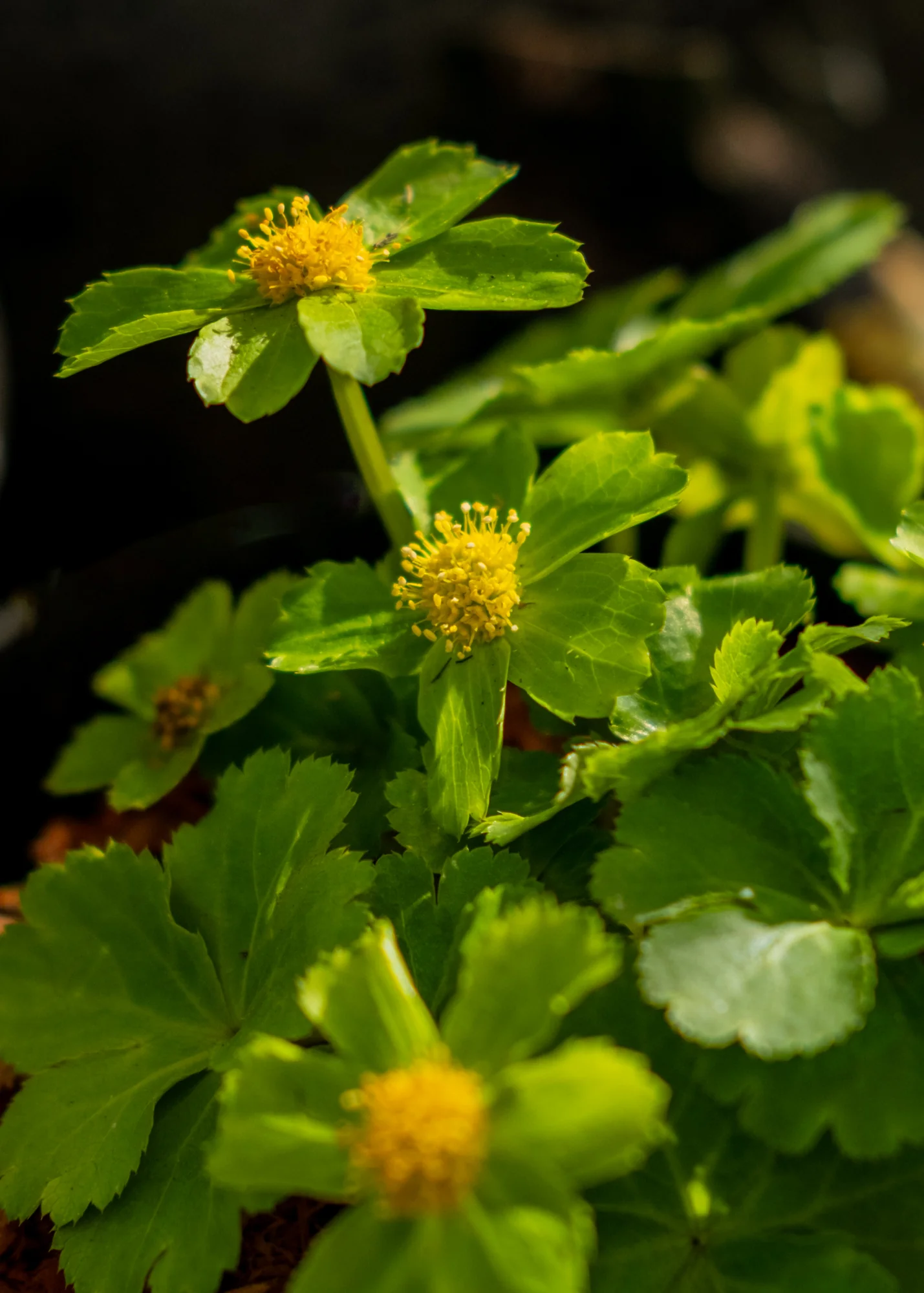 Hacquetia epipactis, 1L - Image 2
