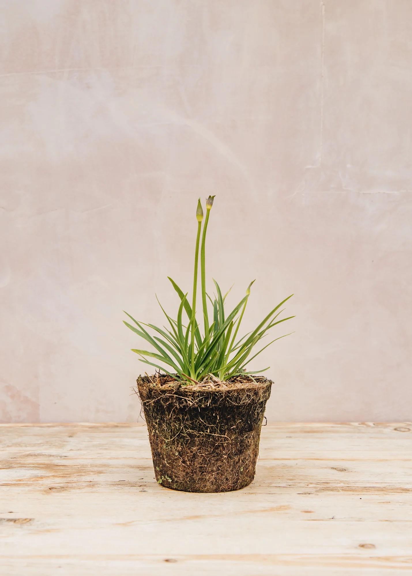 Agapanthus 'Lapis Lazuli', 1L - Image 2
