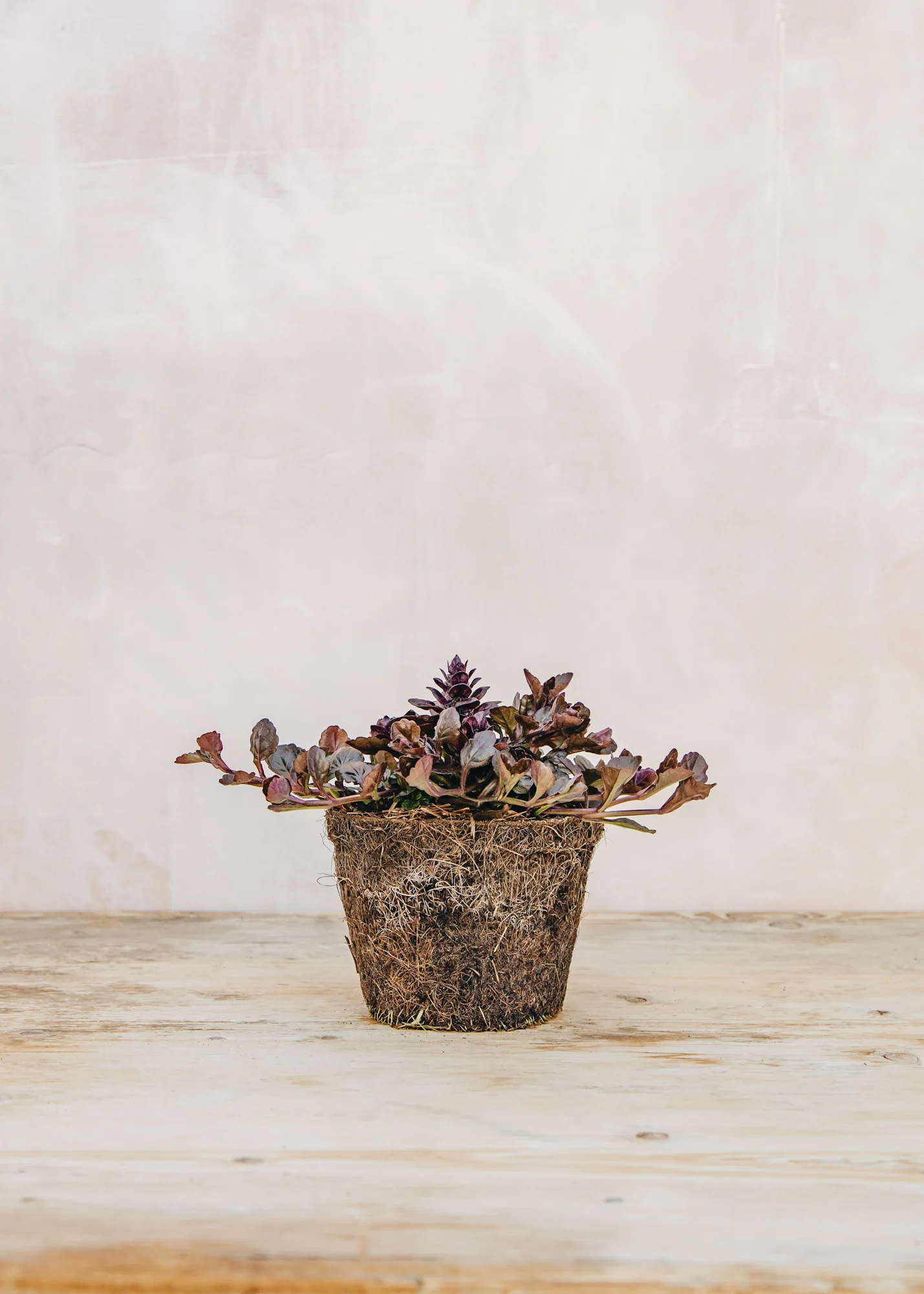 Ajuga reptans 'Black Scallop', 1L - Image 2