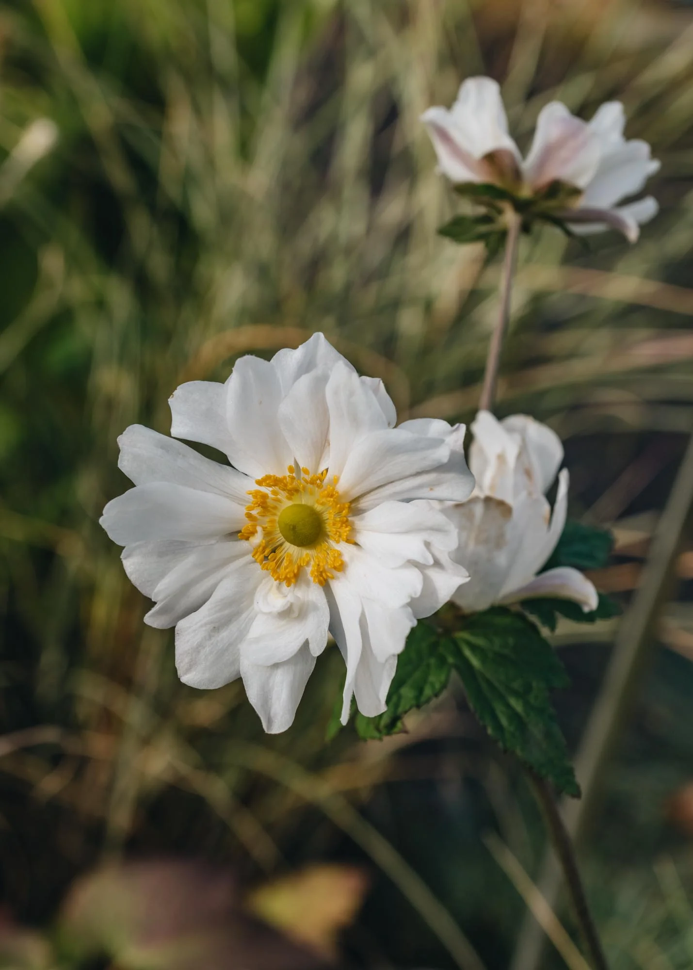 Anemone 'Whirlwind', 1L