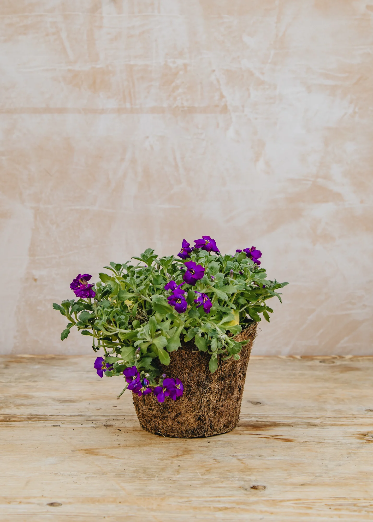 Aubrieta 'Axcent Deep Purple', 1L - Image 2