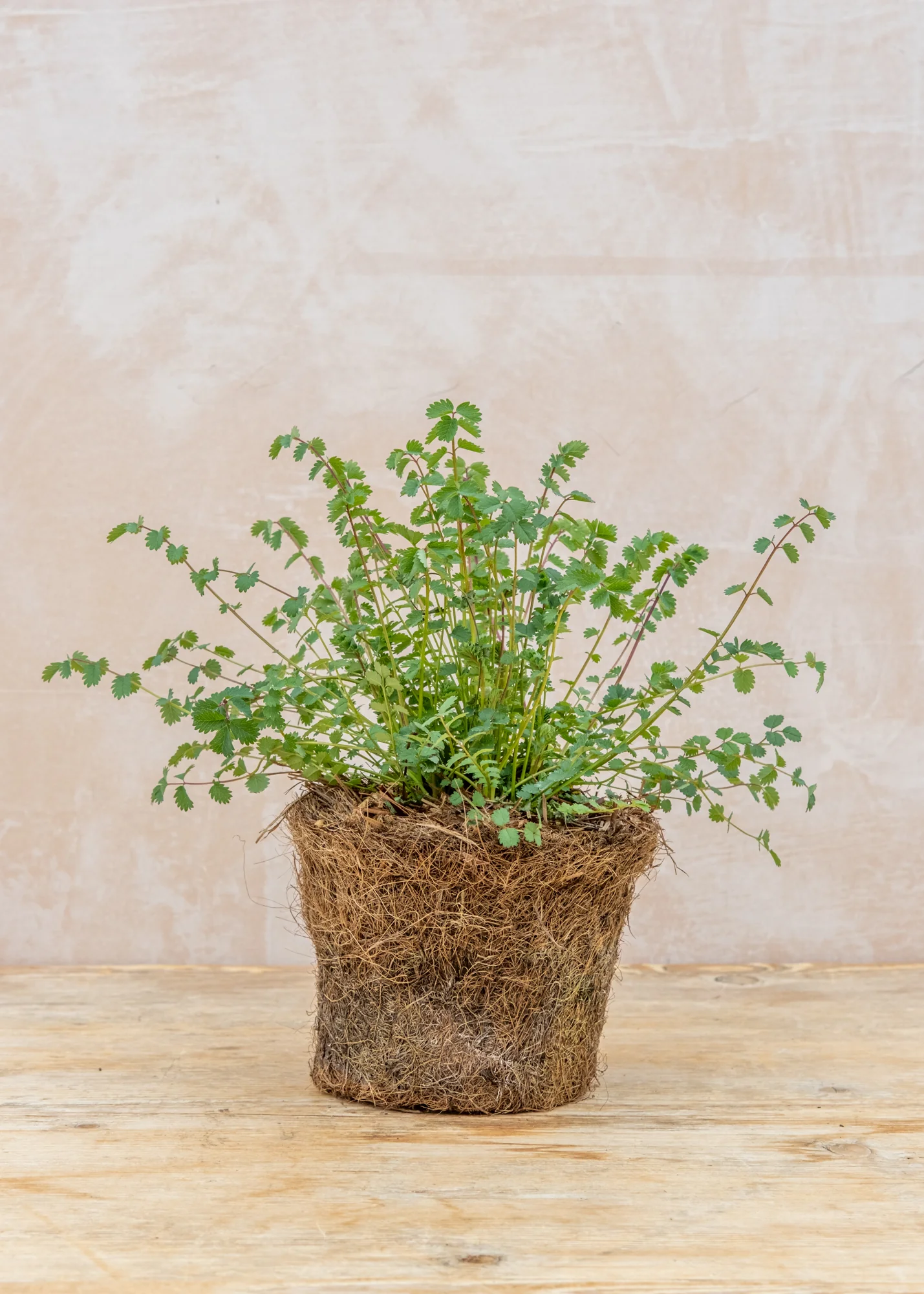 Burnet Salad, 1L