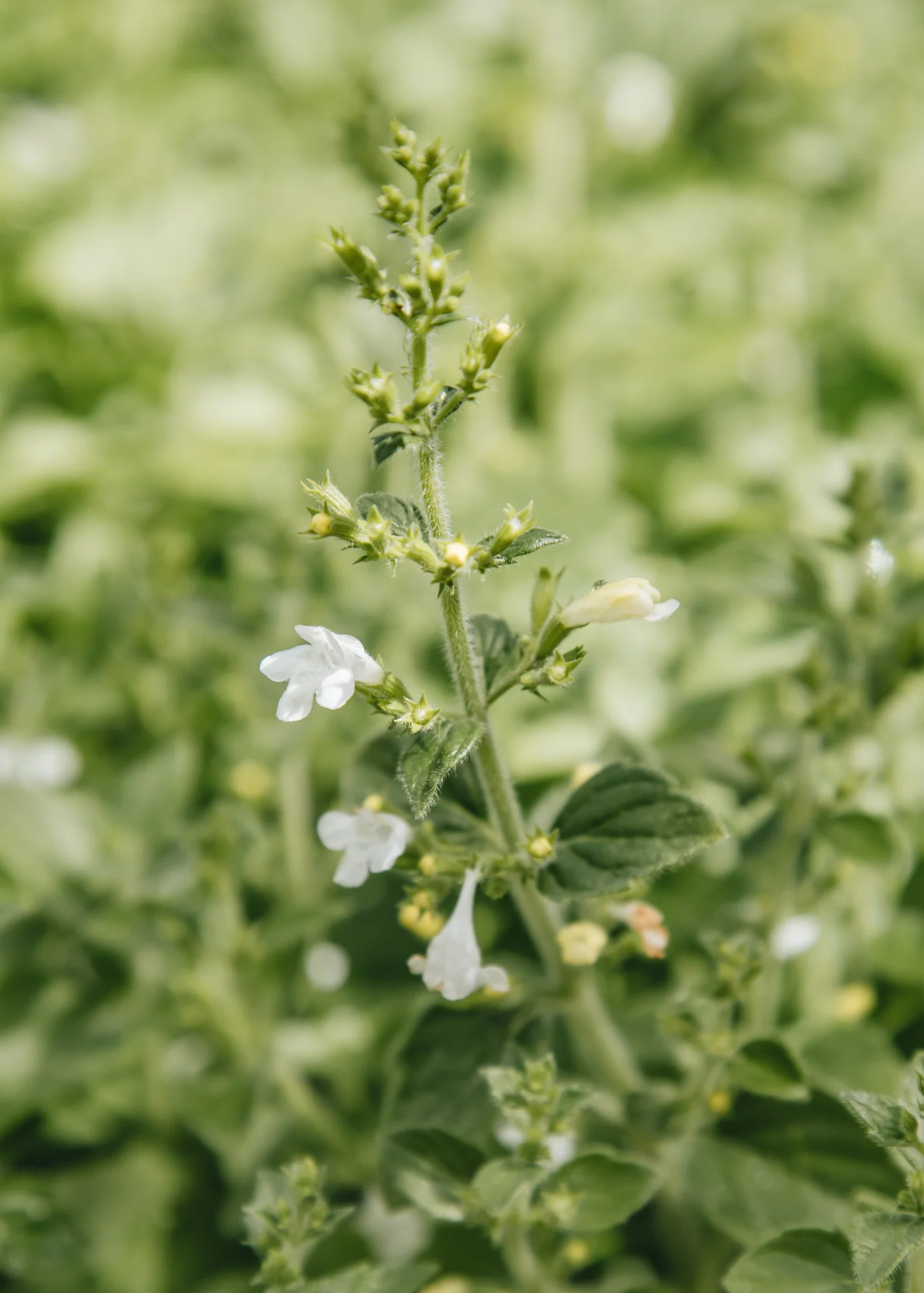 Calamintha 'Marvelette White', 1L