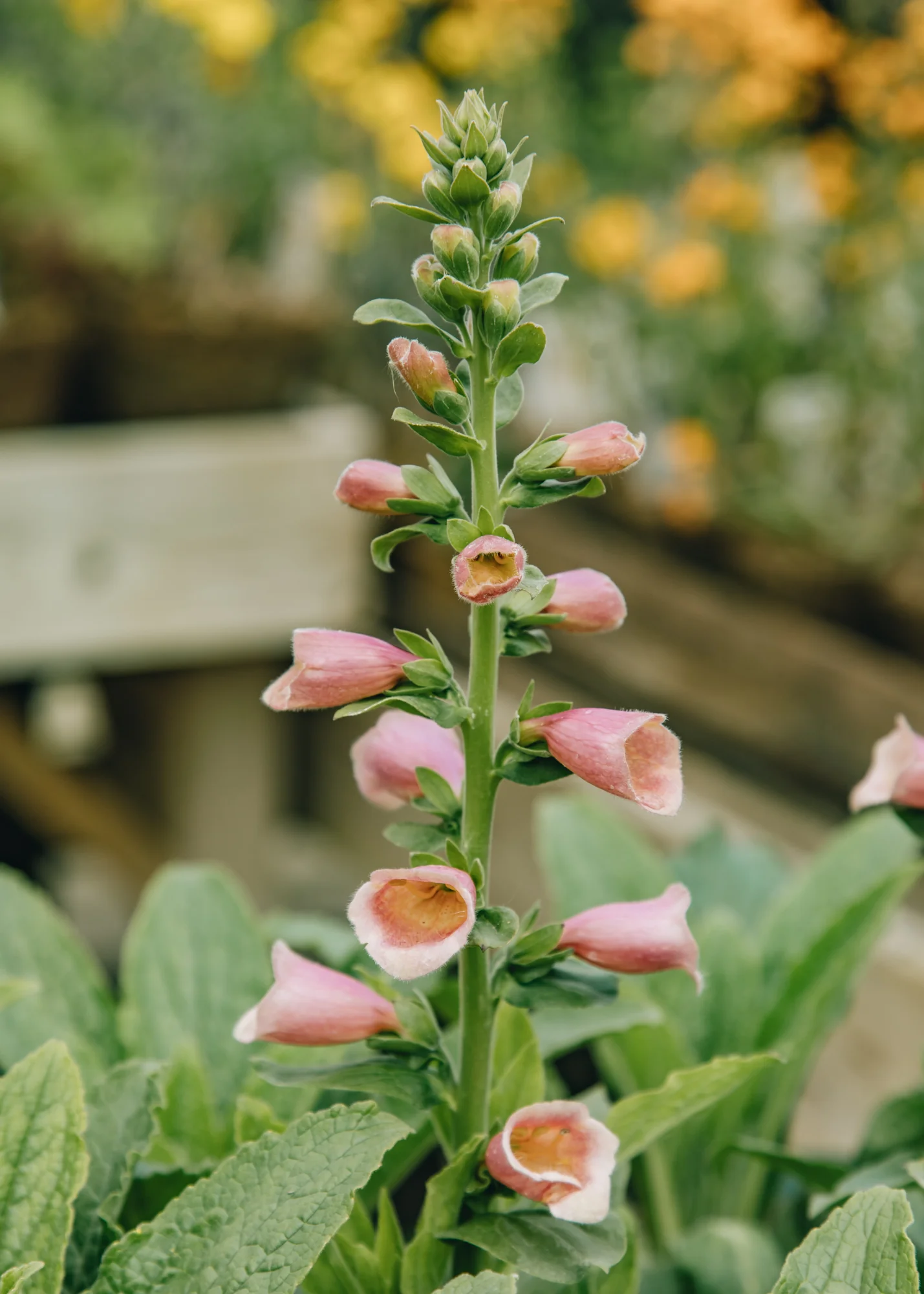 Digitalis x fulva 'Arctic Fox Rose', 1L