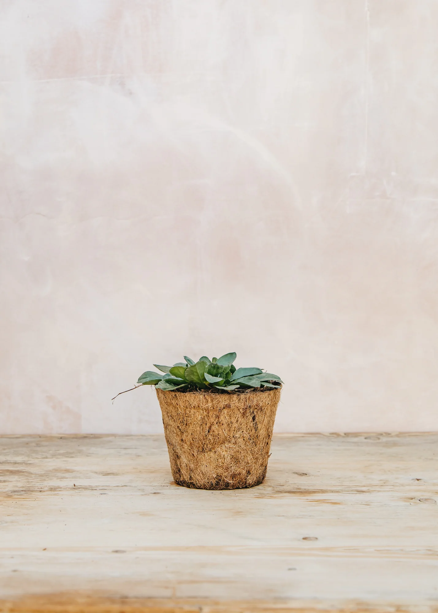 Erigeron Karvinsianus 'Wayne Roderick', 1L - Image 2