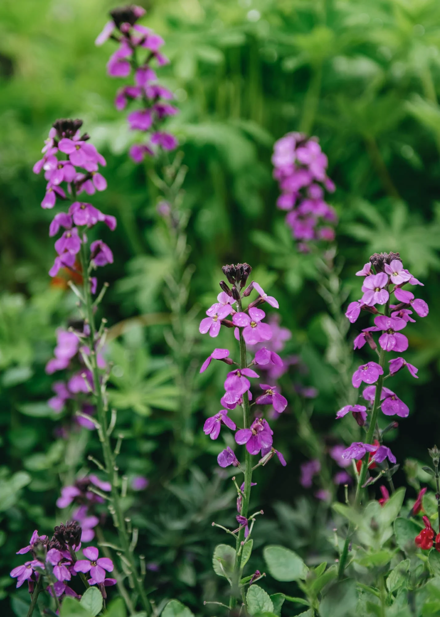 Erysimum 'Bowles Mauve', 1L
